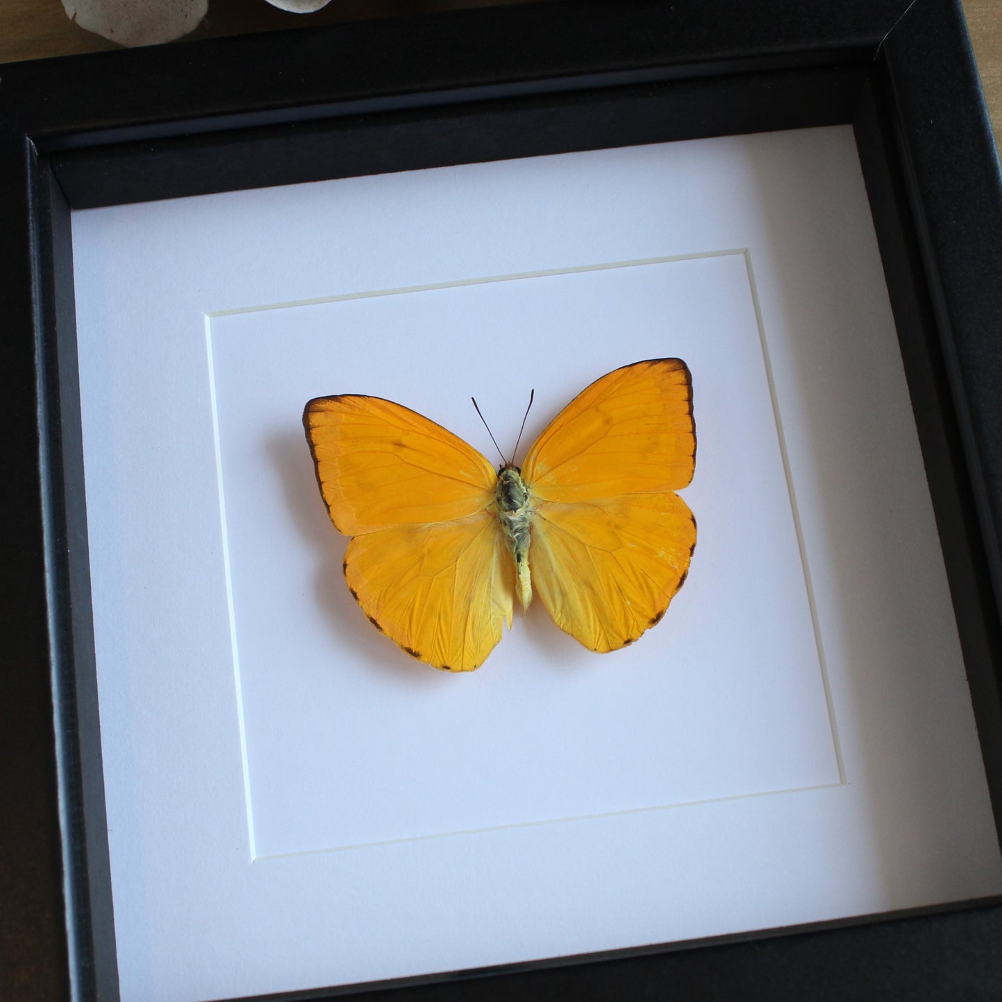 A Apricot Sulphur (Phoebis argante) Butterfly in a black shadow box frame