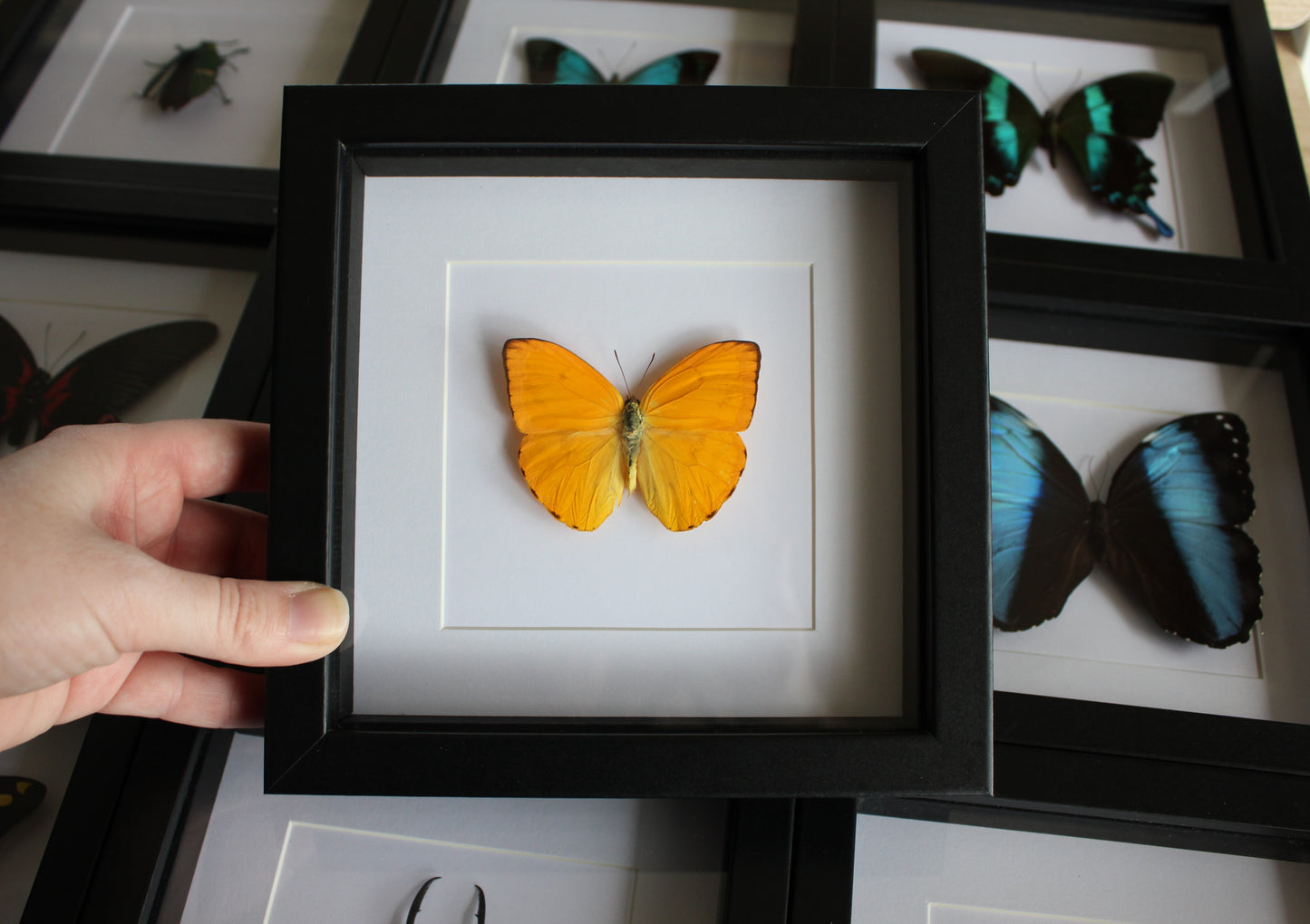 A Apricot Sulphur (Phoebis argante) Butterfly in a black shadow box frame