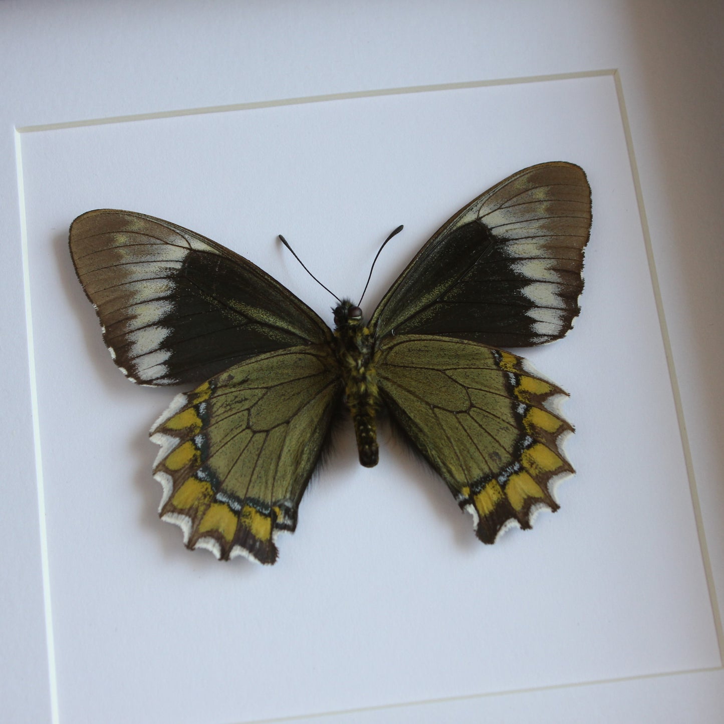 A Madyes Swallowtail (Battus madyes) butterfly in a black shadow box frame