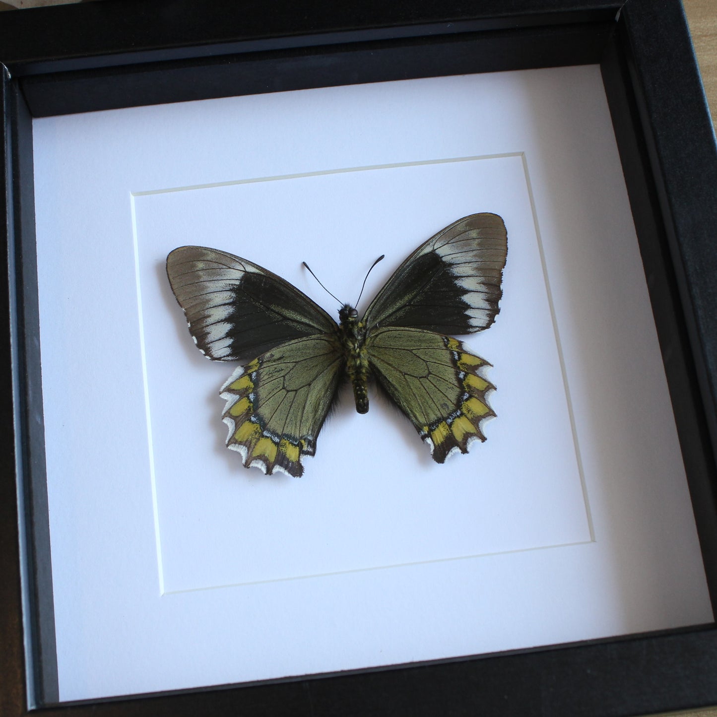 A Madyes Swallowtail (Battus madyes) butterfly in a black shadow box frame
