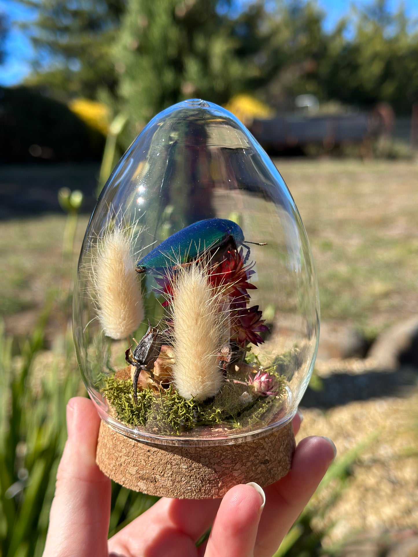 Green Jewel Beetle (Sternocera aequisignata) on a strawflower with real preserved reindeer moss and dried florals in a glass dome