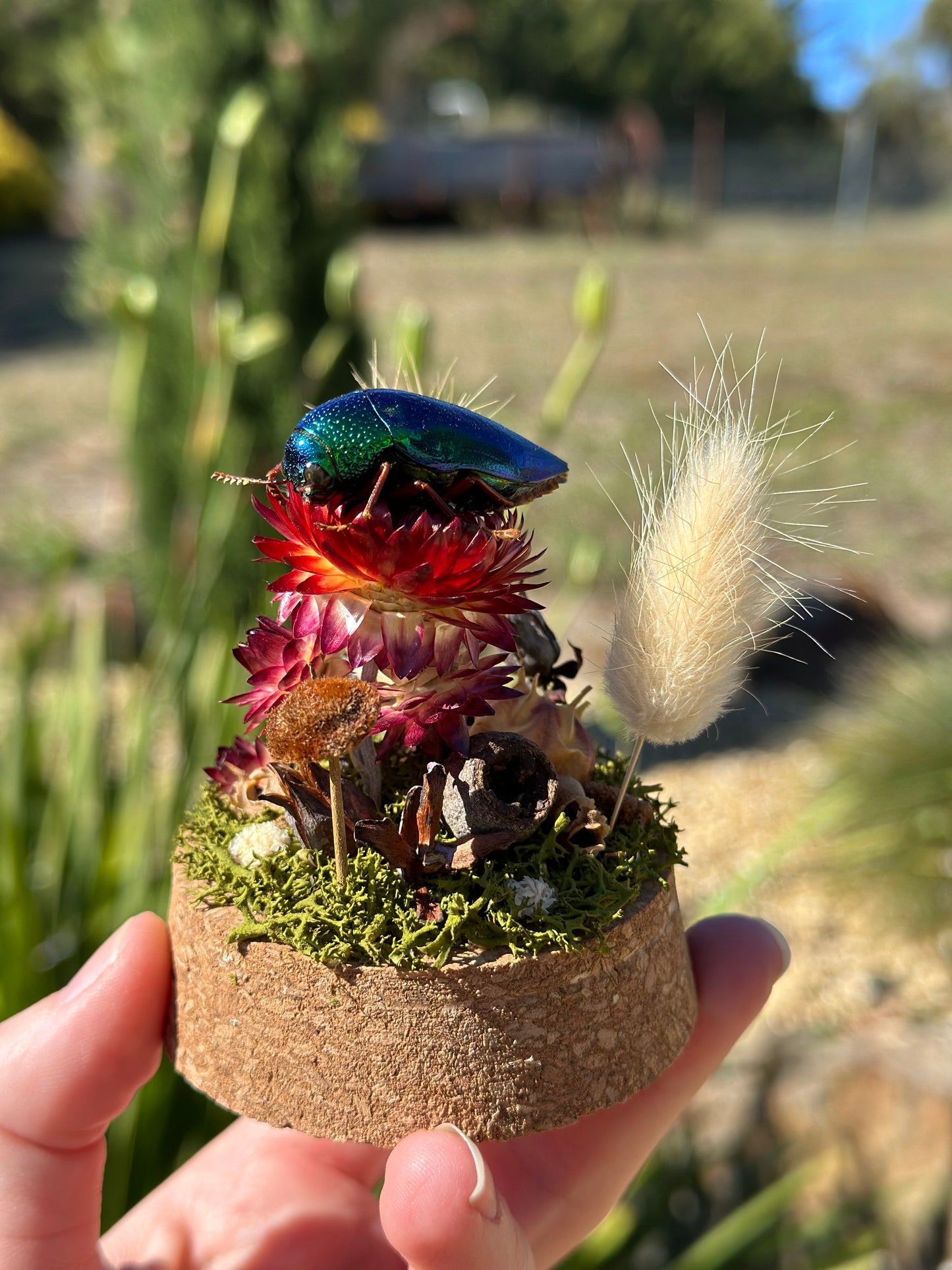Green Jewel Beetle (Sternocera aequisignata) on a strawflower with real preserved reindeer moss and dried florals in a glass dome