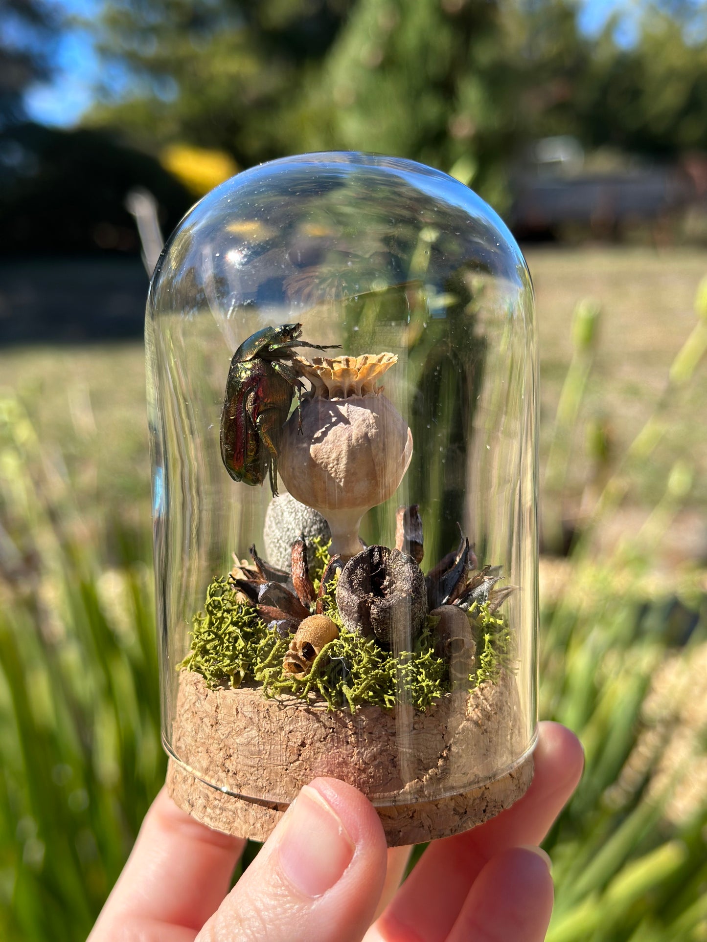 Metallic Beetle (Protaetia ignea) on a poppy seed with real preserved reindeer moss and dried florals in a glass dome