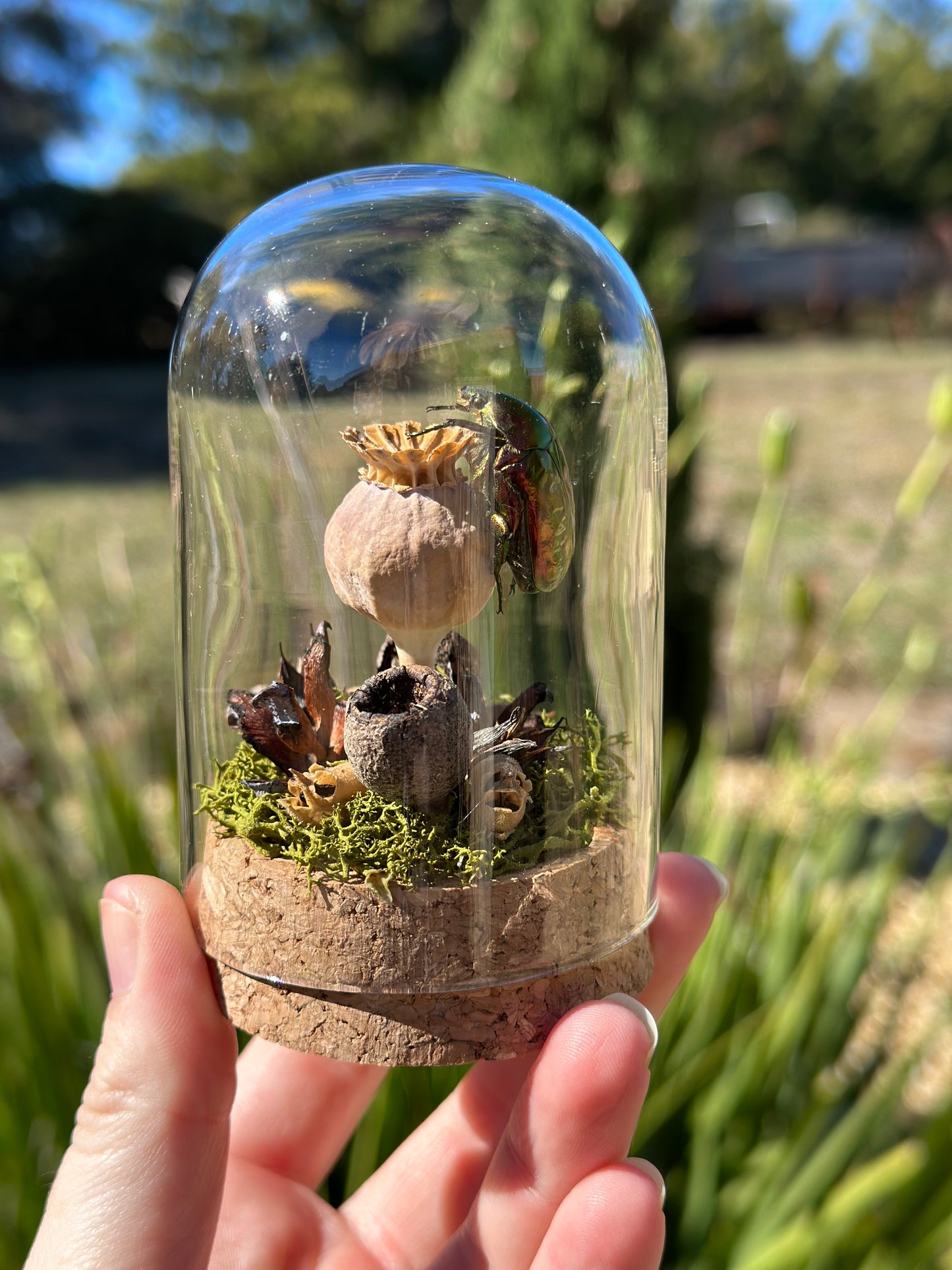 Metallic Beetle (Protaetia ignea) on a poppy seed with real preserved reindeer moss and dried florals in a glass dome