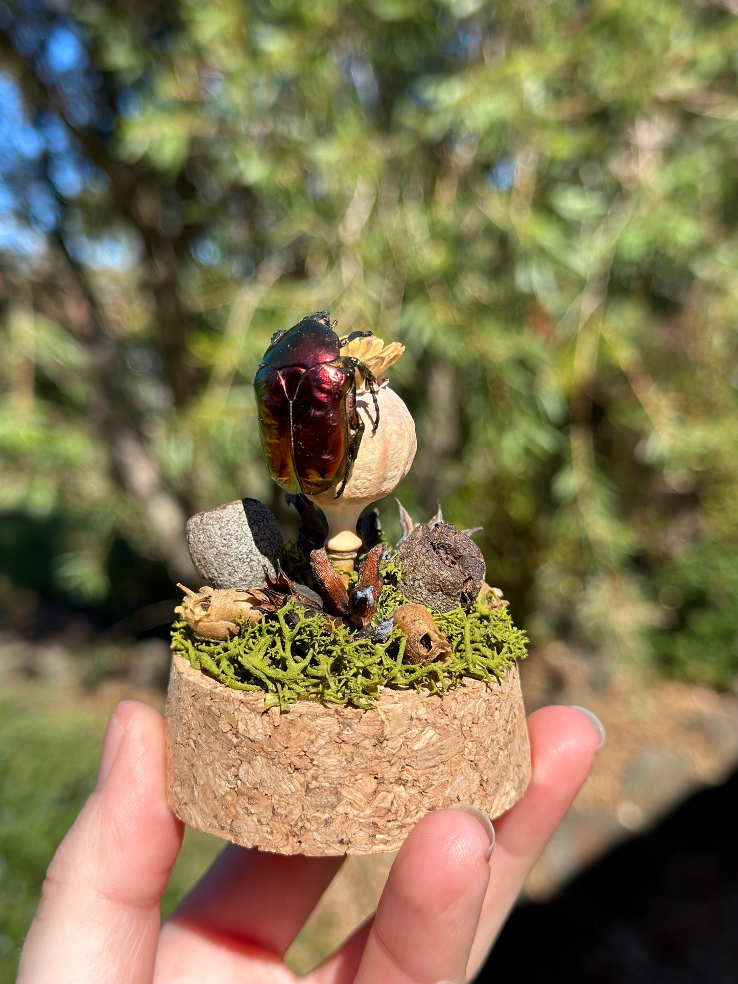Metallic Beetle (Protaetia ignea) on a poppy seed with real preserved reindeer moss and dried florals in a glass dome