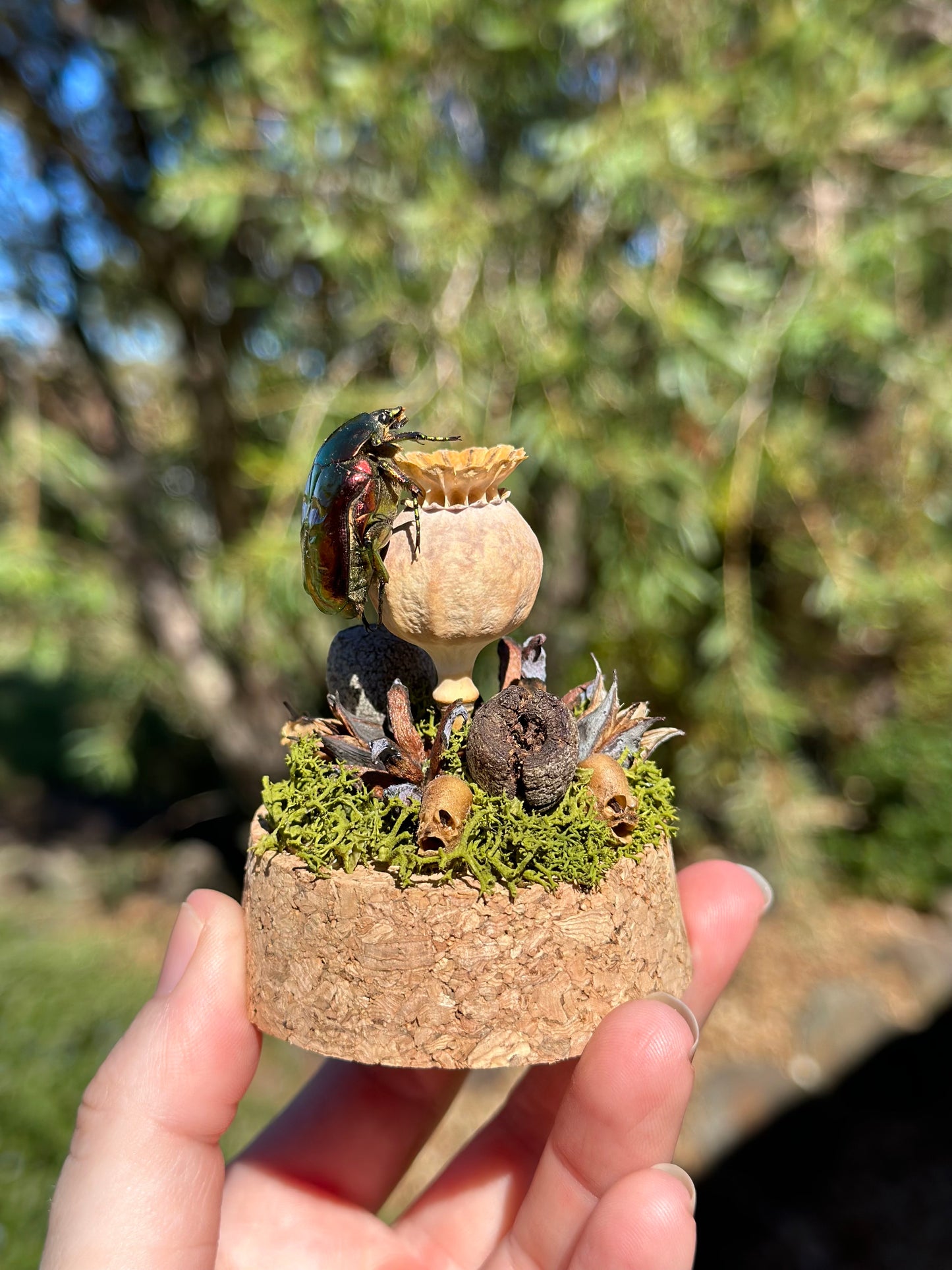 Metallic Beetle (Protaetia ignea) on a poppy seed with real preserved reindeer moss and dried florals in a glass dome