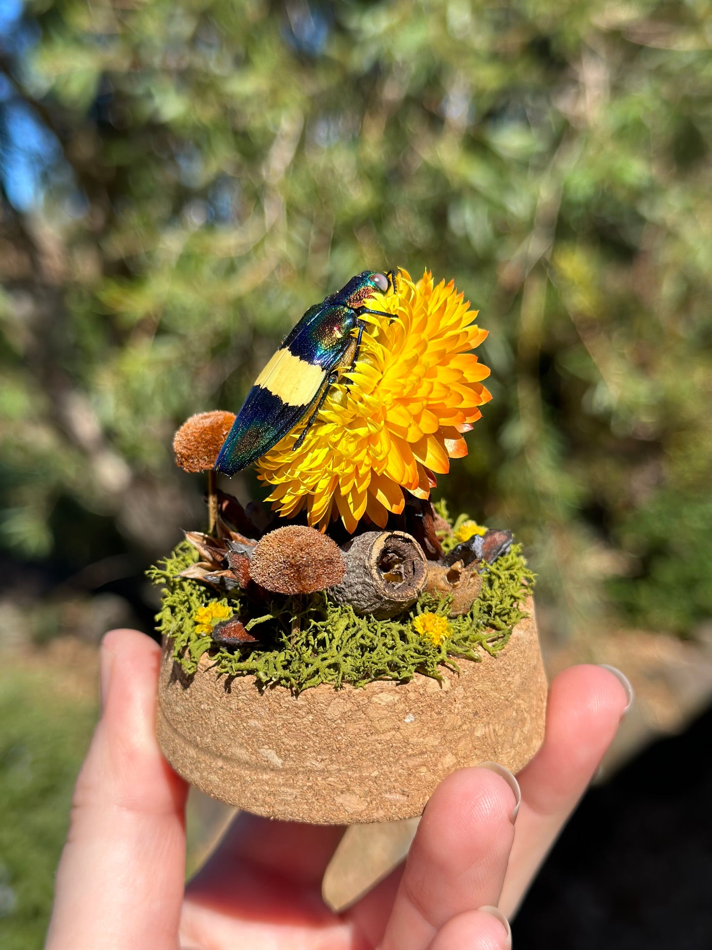 Jewel Wood-Boring Beetle (Chrysochroa toulgoeti) on a strawflower with real preserved reindeer moss and dried florals in a glass dome