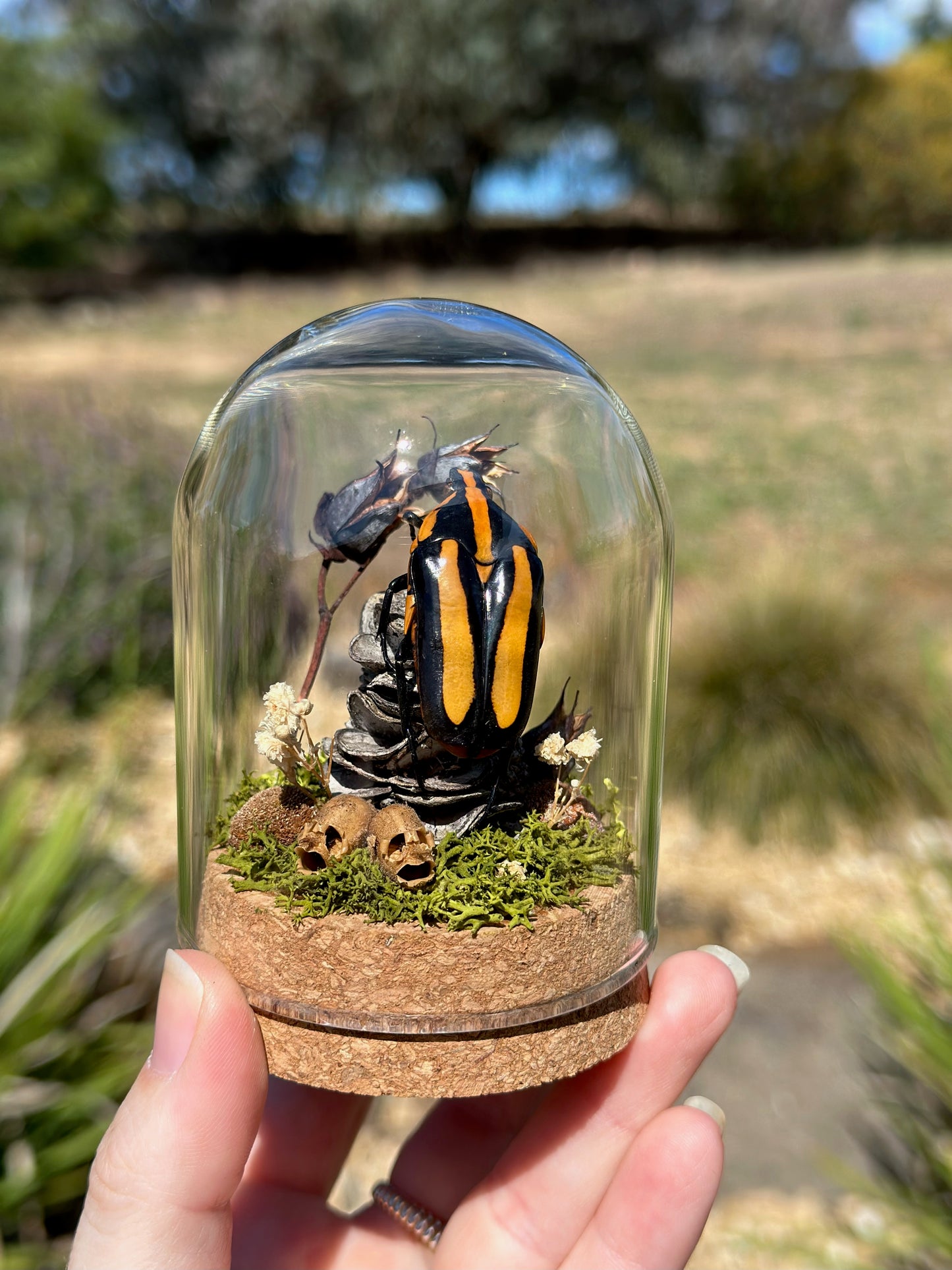 A Black Tiger Beetle (Clerota rigifica) on a banksia pod in a glass dome terrarium