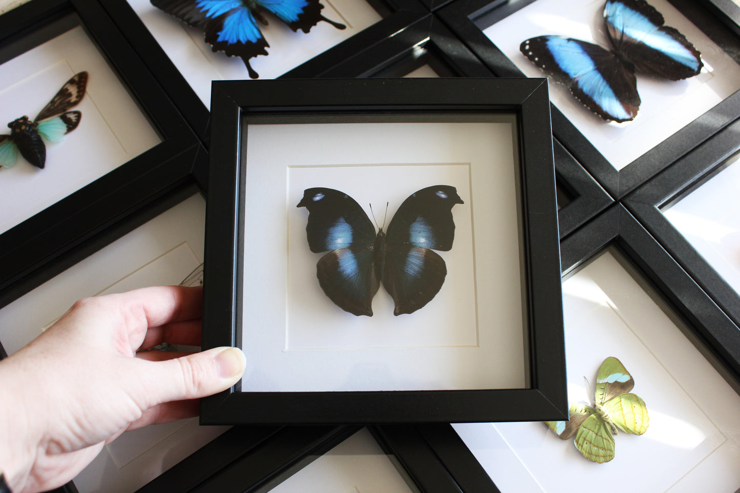 Great Blue Hookwing Butterfly (Napeocles jucunda) in a black shadow box frame