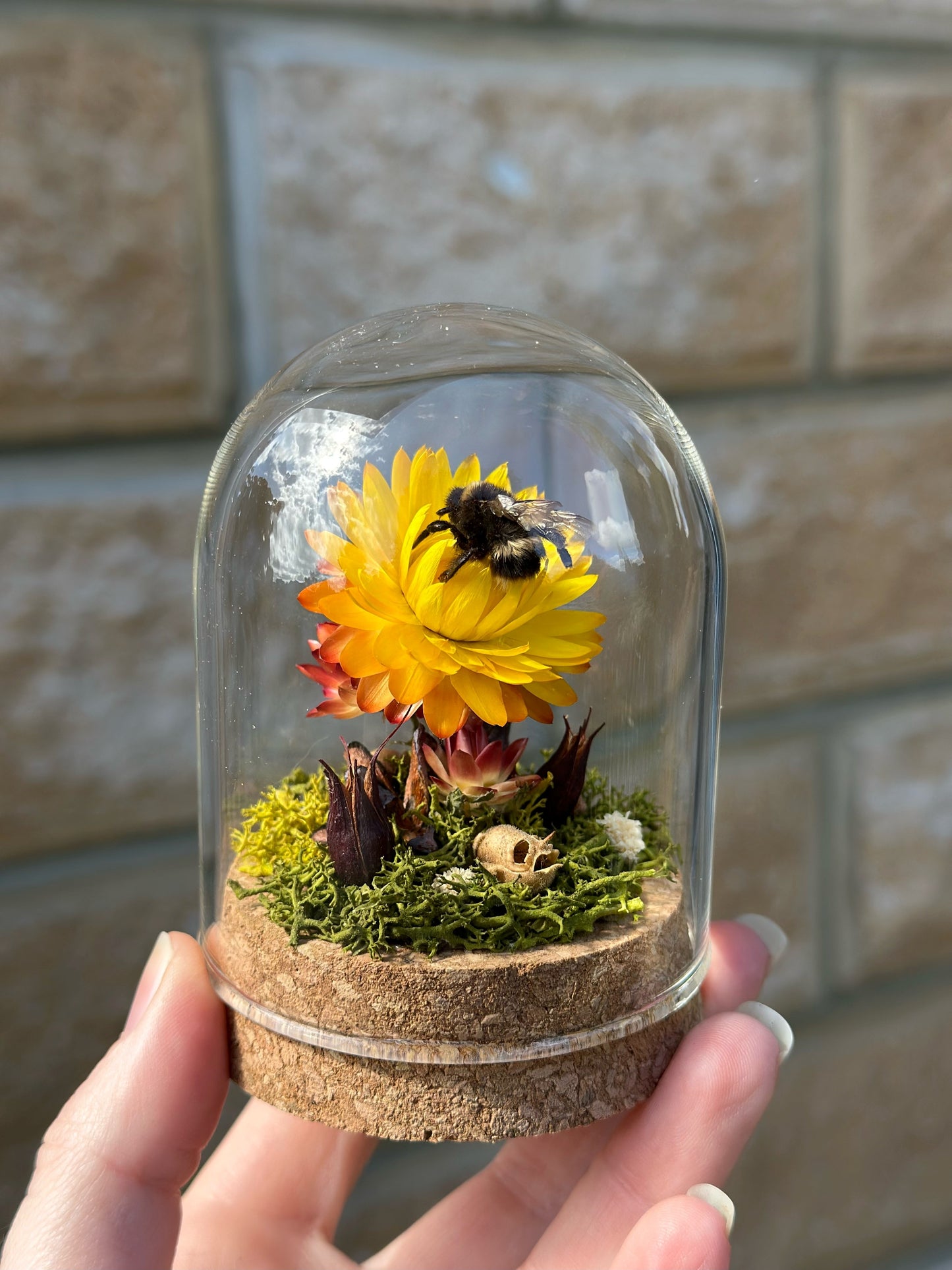 A bumble bee from Tasmania on a preserved straw flower with real reindeer moss and dried flowers