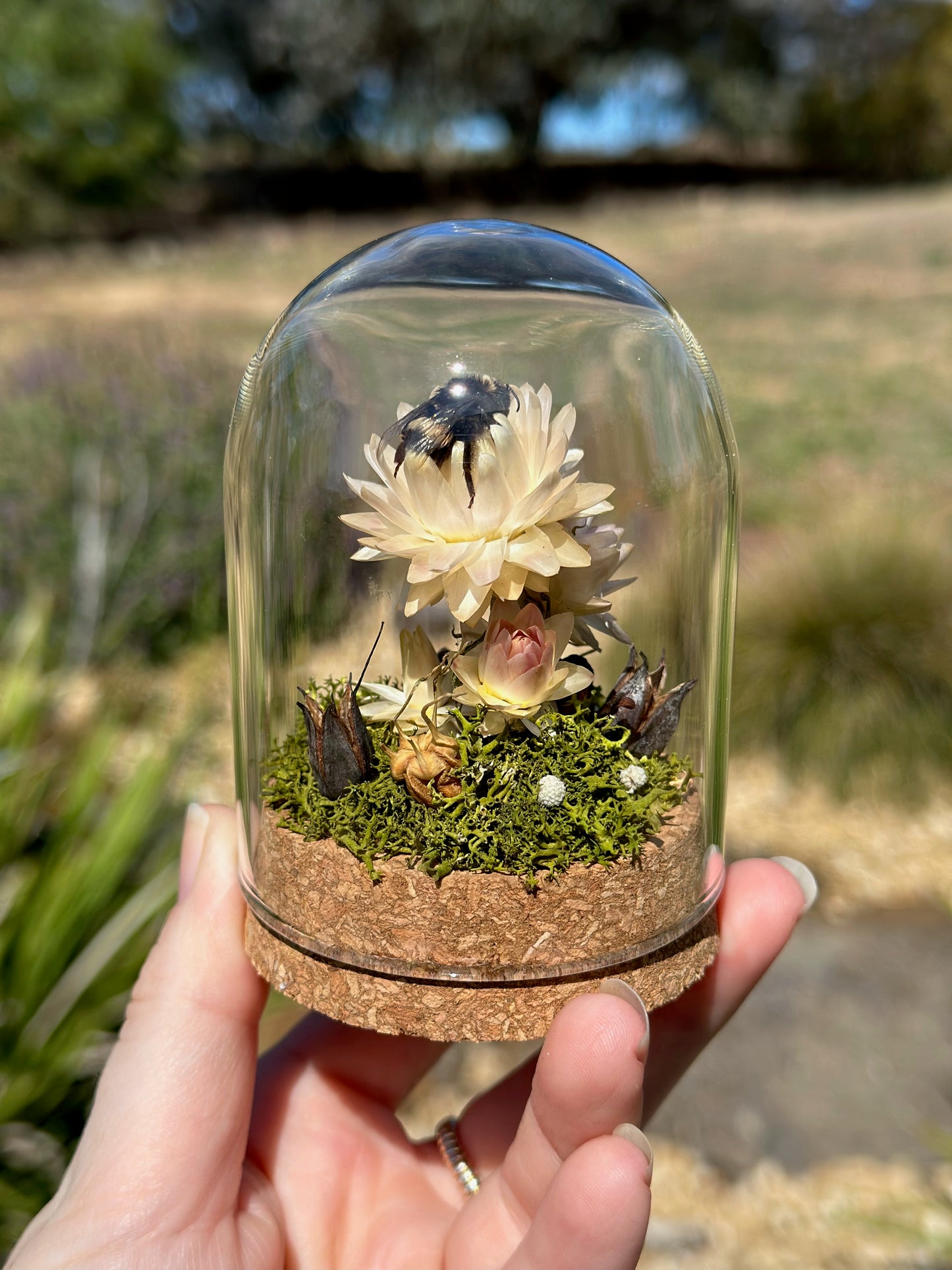 A bumble bee on a strawflower with preserved florals in a glass dome terrarium