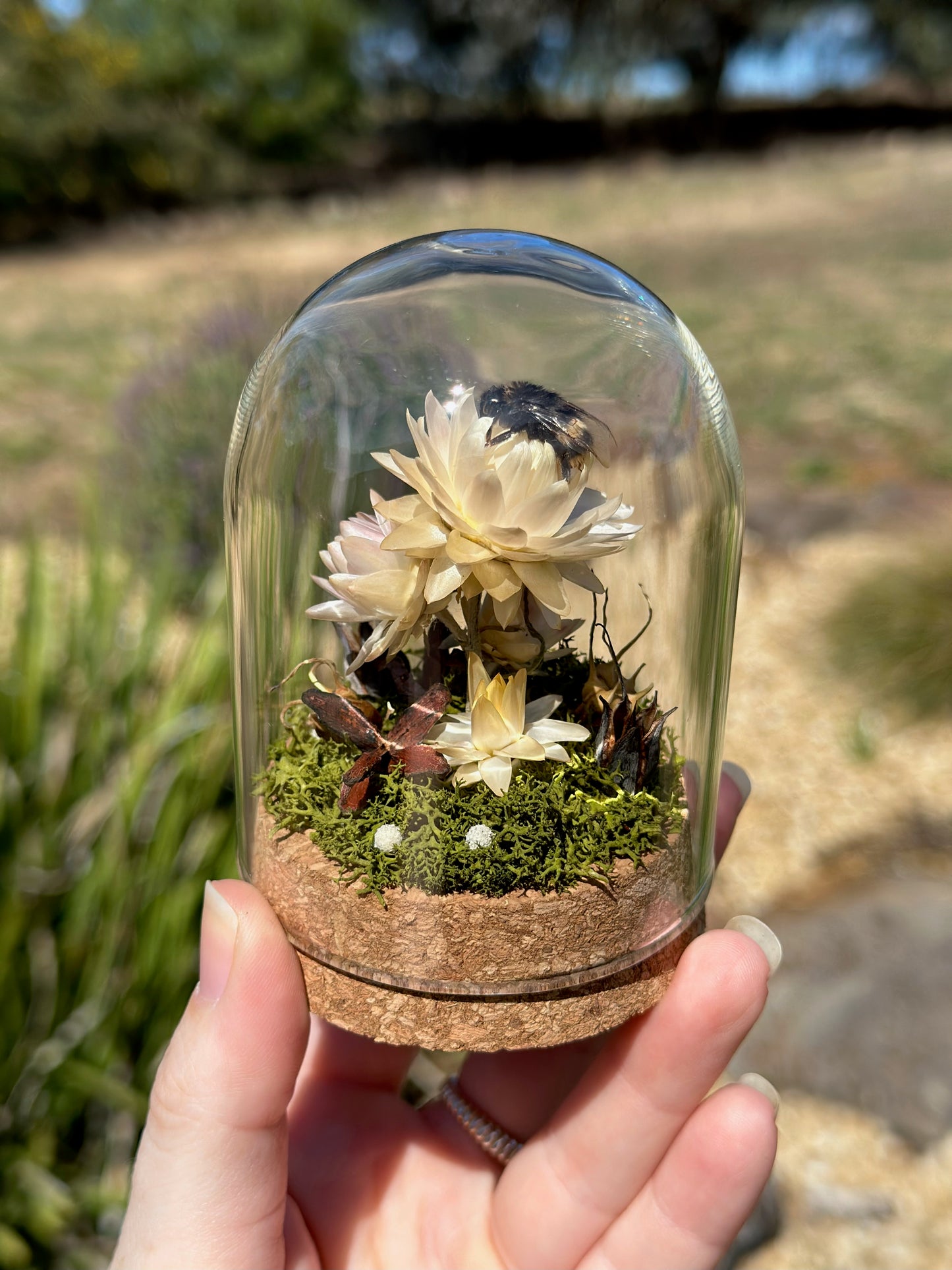 A bumble bee on a strawflower with preserved florals in a glass dome terrarium