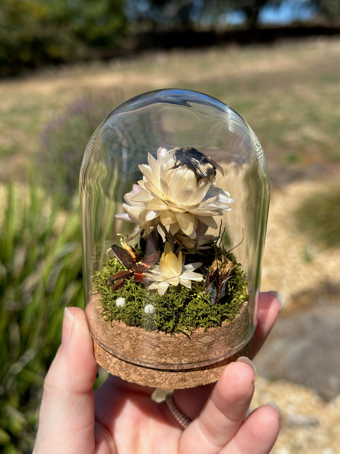 A bumble bee on a strawflower with preserved florals in a glass dome terrarium