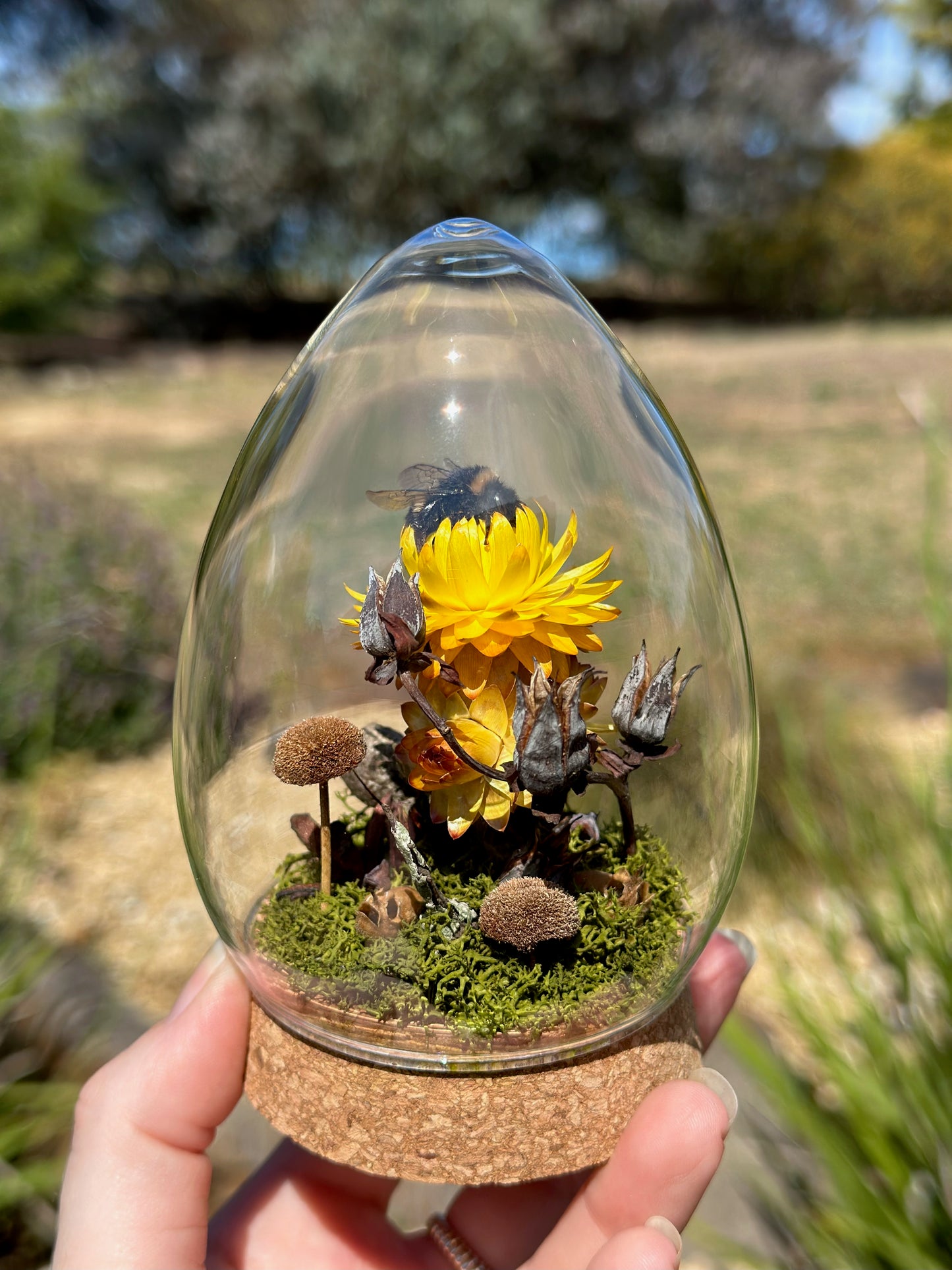 A bumble bee on yellow strawflower in an egg-shaped glass dome terrarium