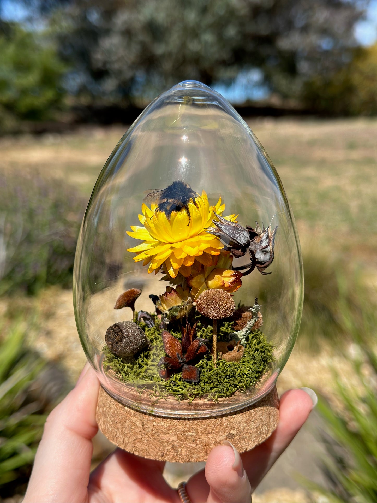 A bumble bee on yellow strawflower in an egg-shaped glass dome terrarium
