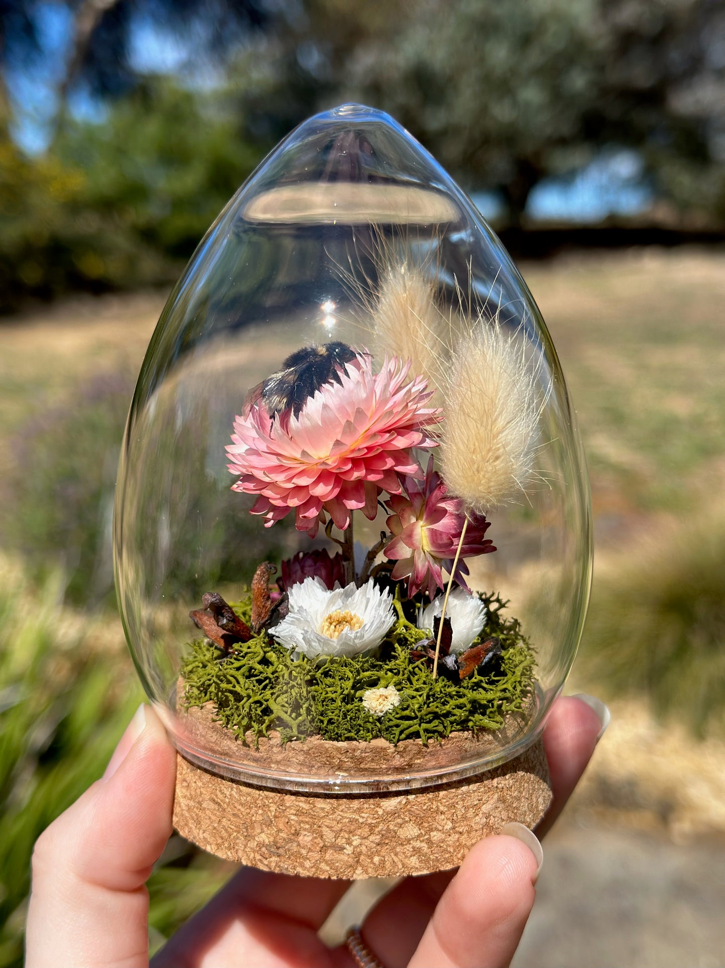 A bumble bee on pink strawflower in an egg-shaped glass dome terrarium