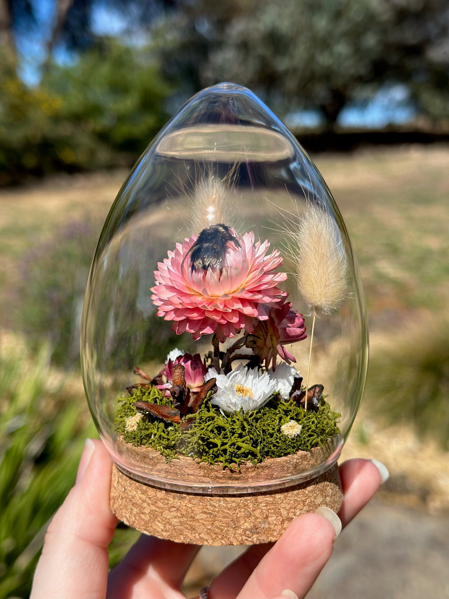 A bumble bee on pink strawflower in an egg-shaped glass dome terrarium