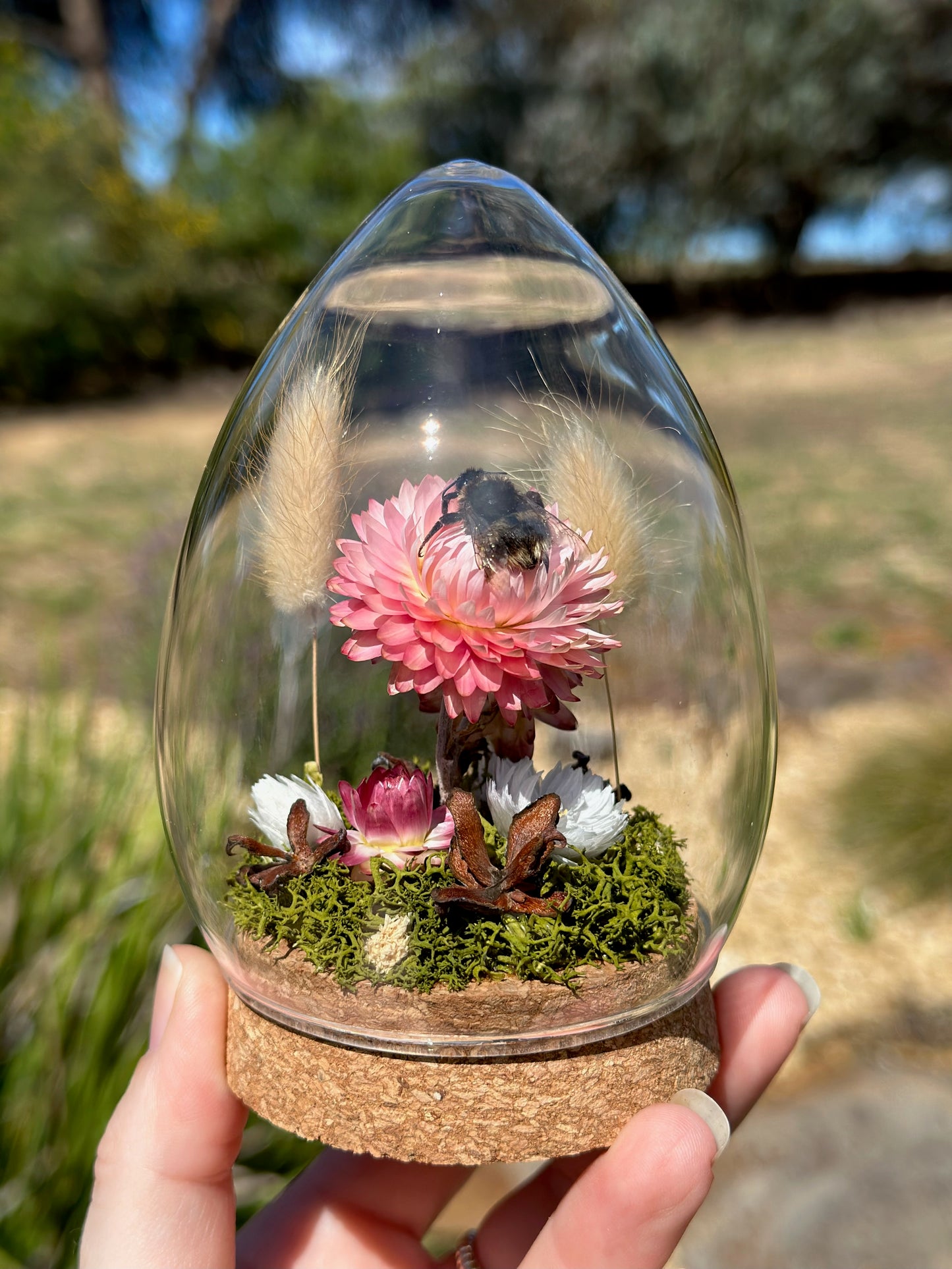 A bumble bee on pink strawflower in an egg-shaped glass dome terrarium
