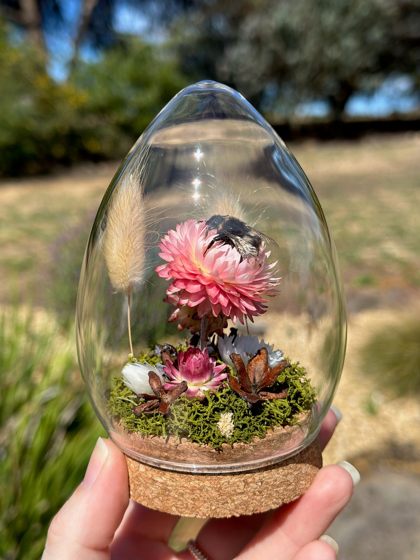 A bumble bee on pink strawflower in an egg-shaped glass dome terrarium