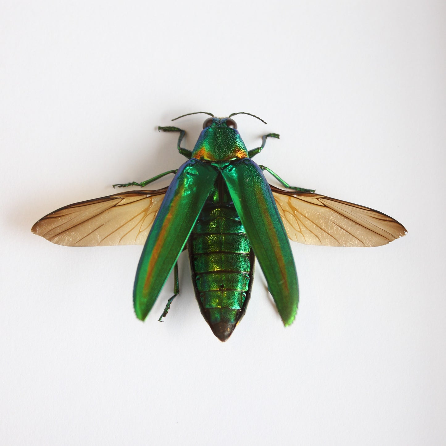 A Chrysochroa raja thailandica green beetle in a black shadow box frame