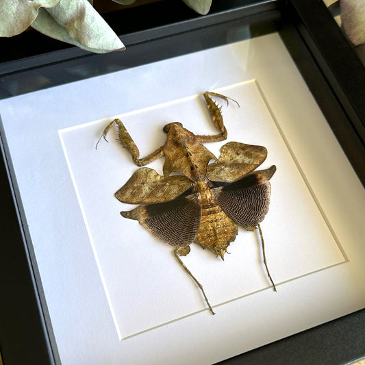 Dead Leaf Mantis (Deroplatys lobata) in a shadow box frame