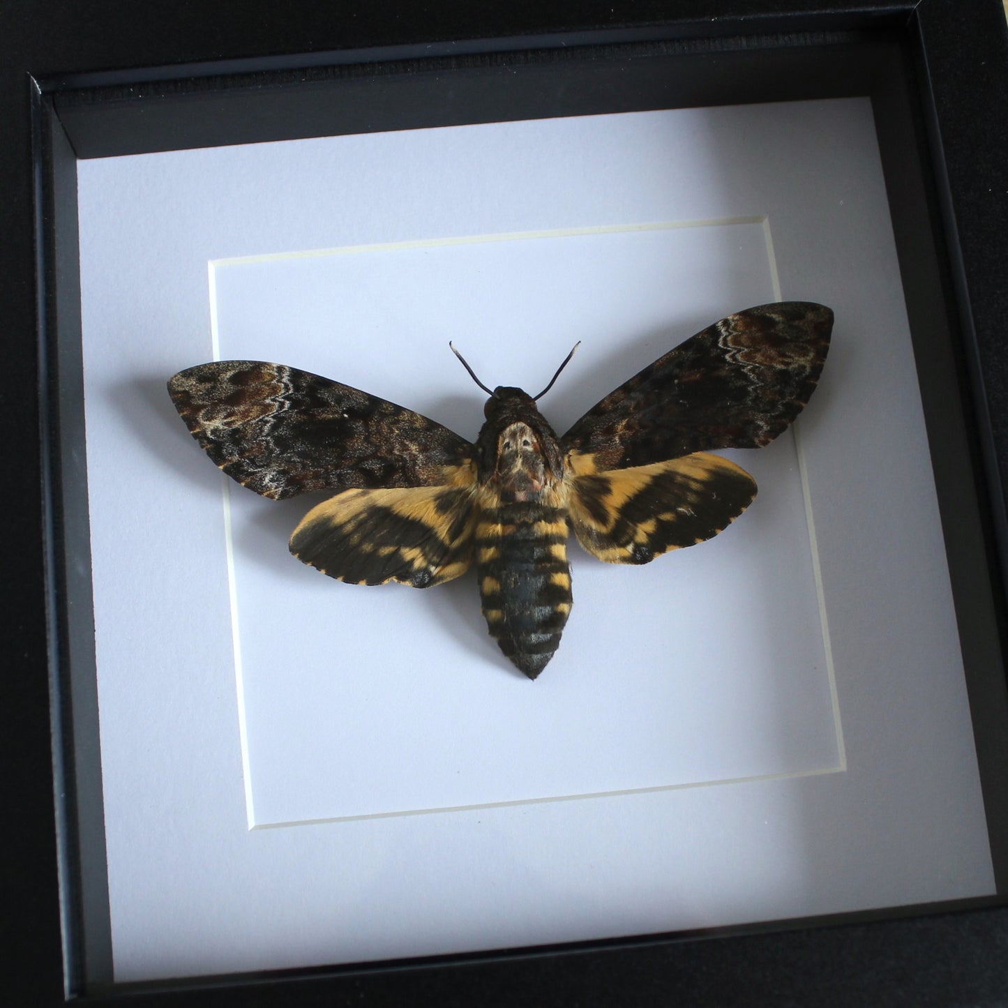 A Death's-head Hawkmoth (Acherontia lachesis) in a black shadow box frame