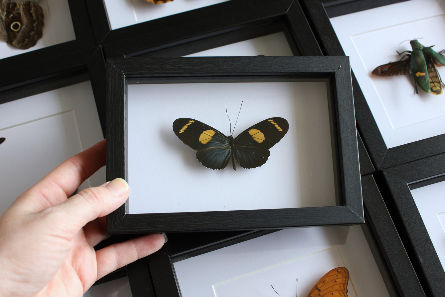 A Doris Longwing Butterfly (Heliconius doris) in a black shadow box frame