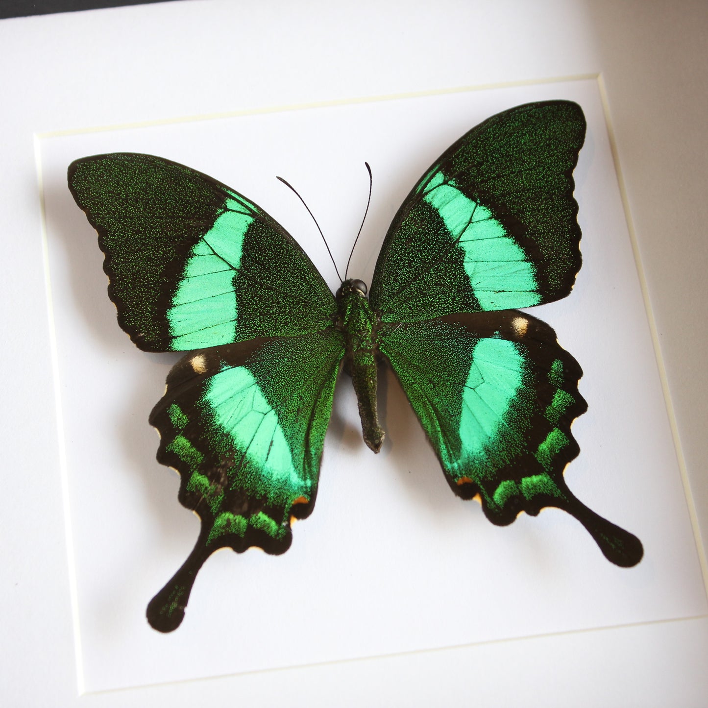 A Emerald Swallowtail Butterfly (Achillides palinurus daedalus) in a black shadow box frame