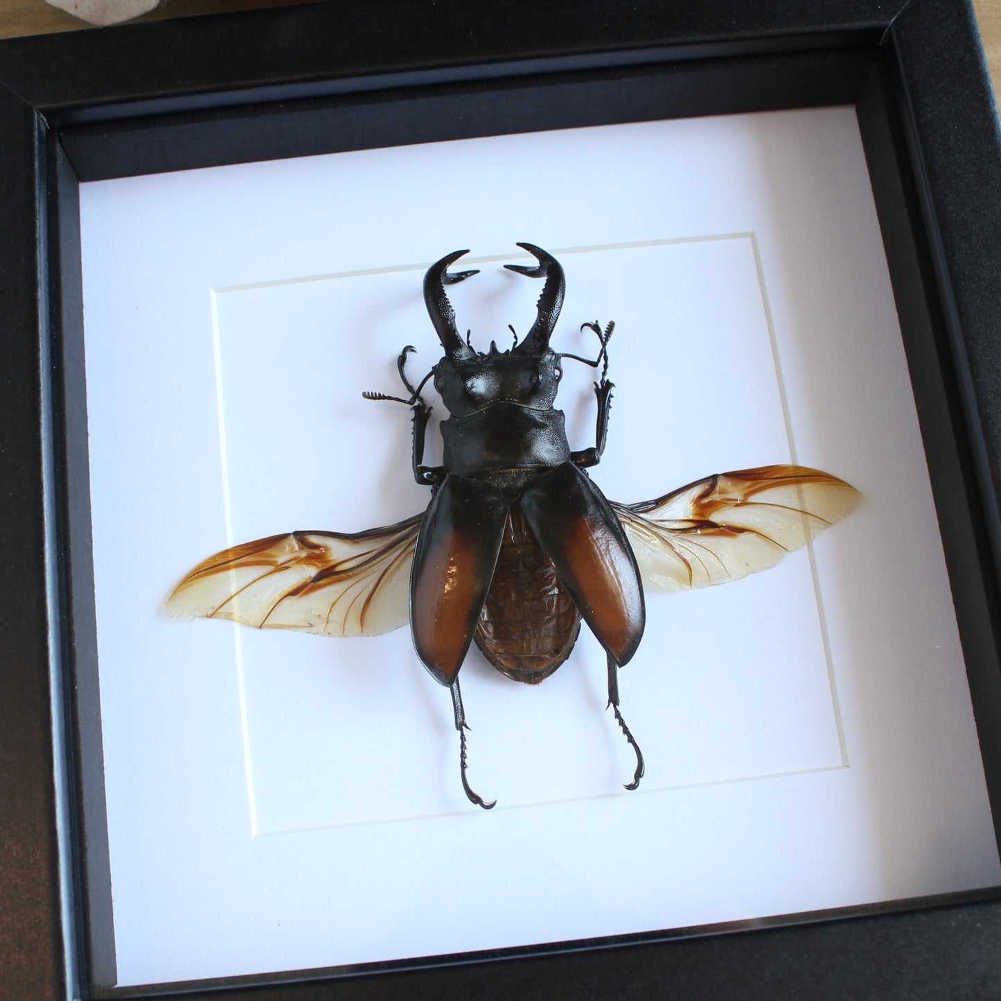 A Fighting Giant stag Beetle (Hexarthrius parryi paradoxus) in a black shadow box frame