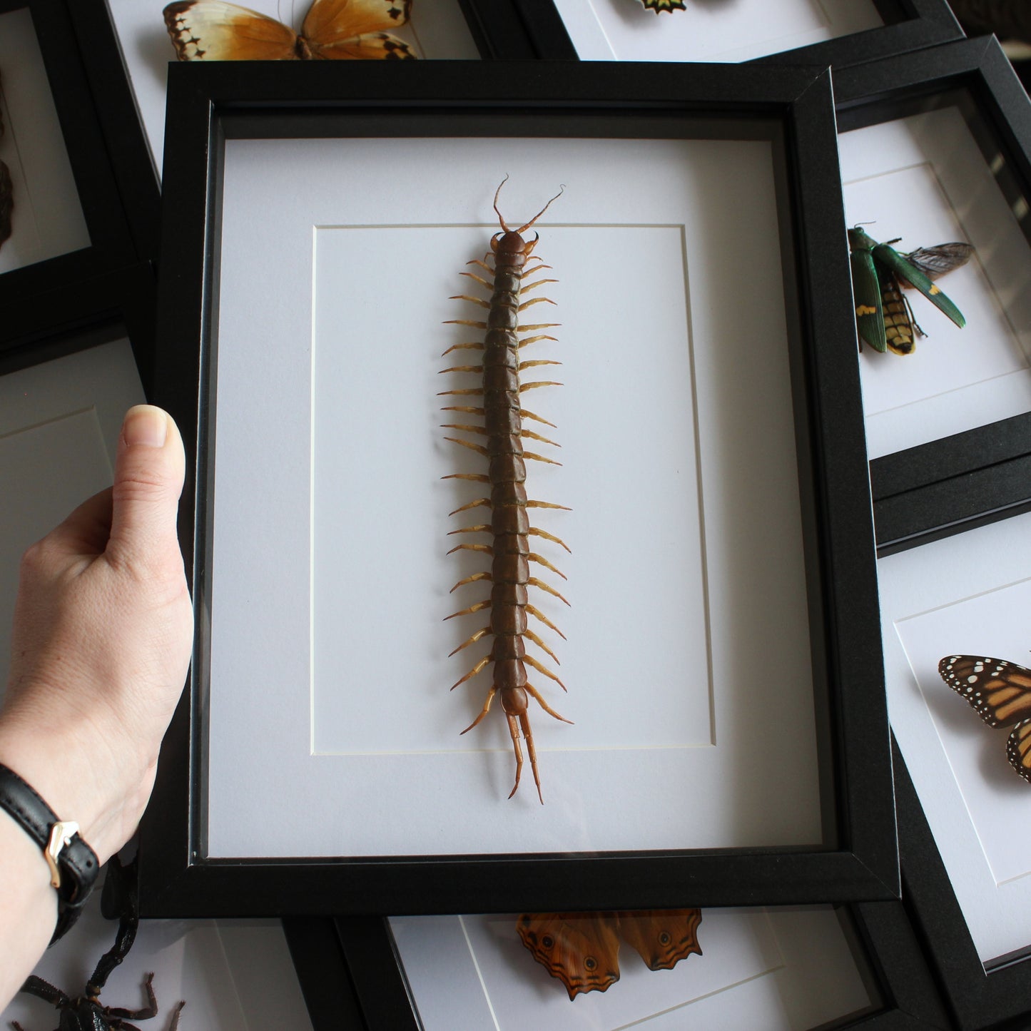 A Giant Centipede (Scolopendra subspinipes) in a black shadow box frame