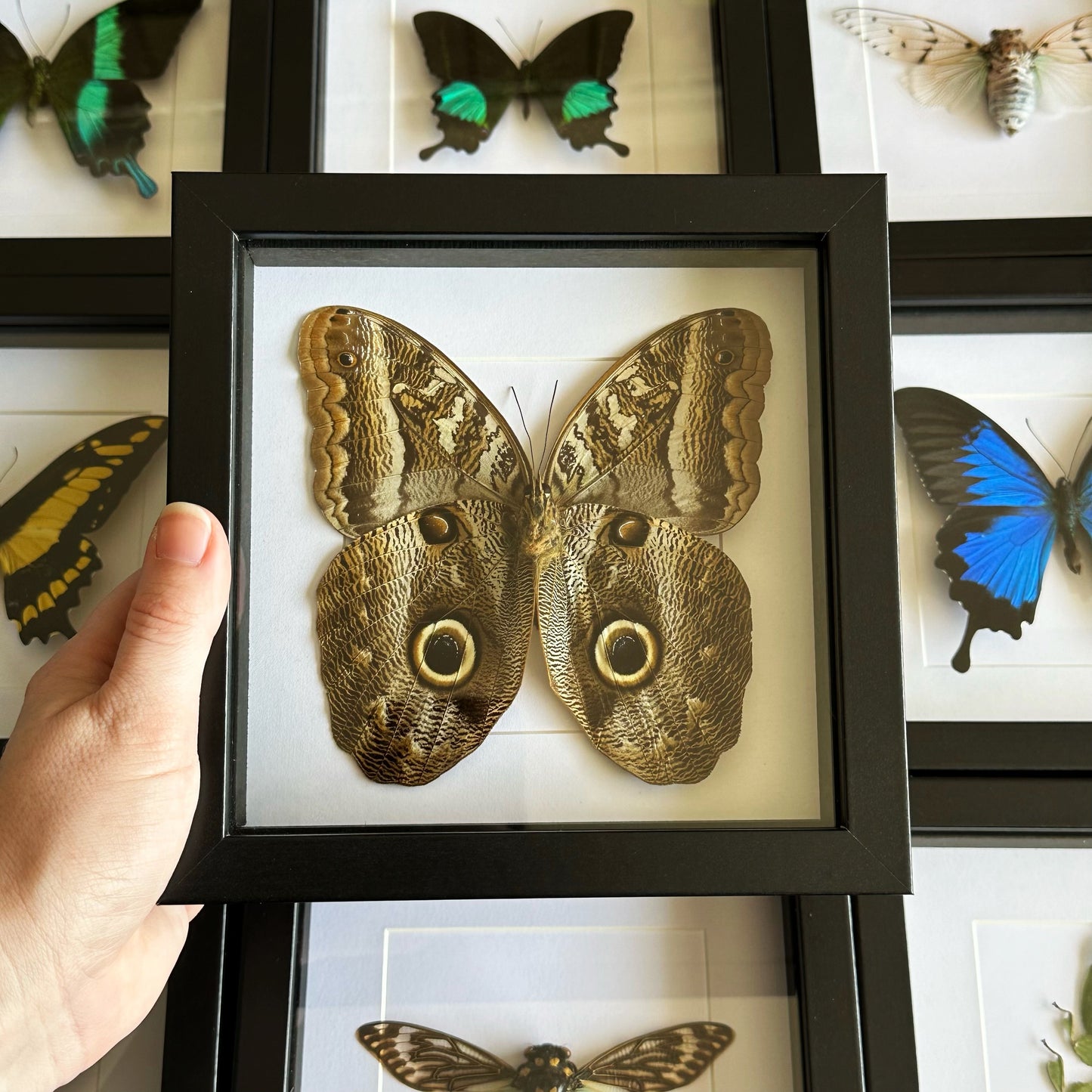 A Giant Owl Butterfly (Caligo idomeneus) in a black shadow box frame