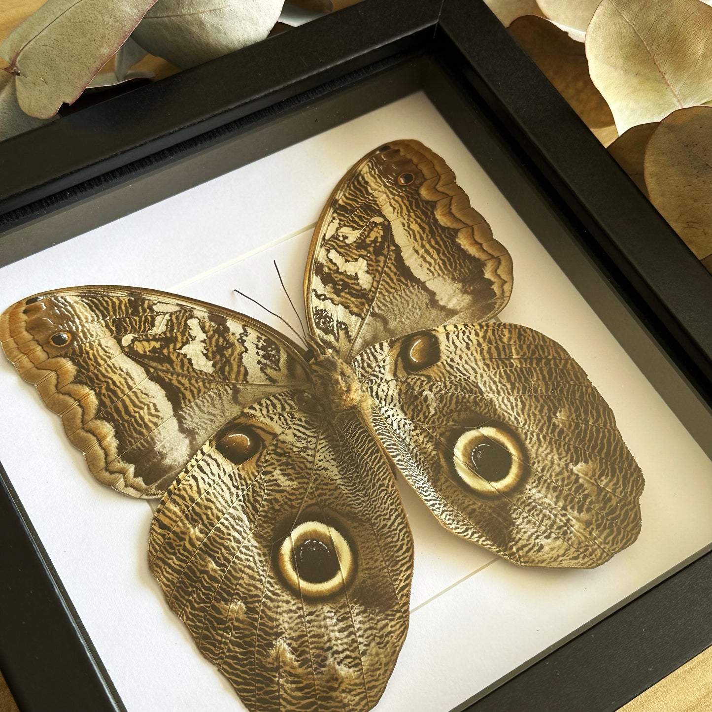 A Giant Owl Butterfly (Caligo idomeneus) in a black shadow box frame
