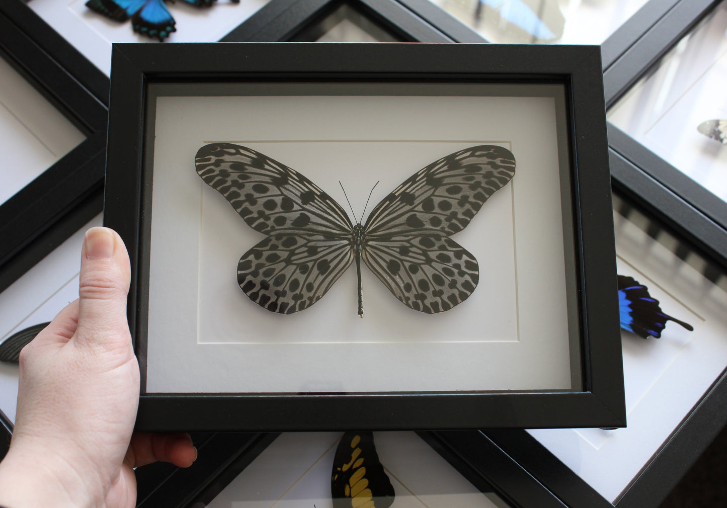 Giant silver tree nymph butterfly (Idea lynceus) frame