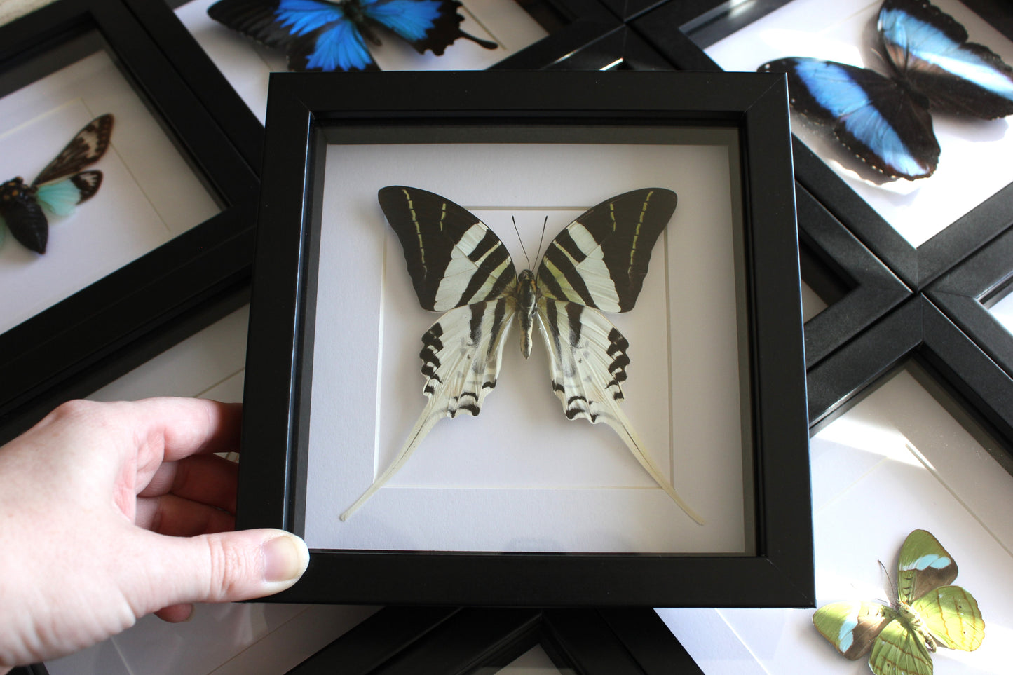 Giant swordtail butterfly (Graphium androcles) in a black shadow box frame