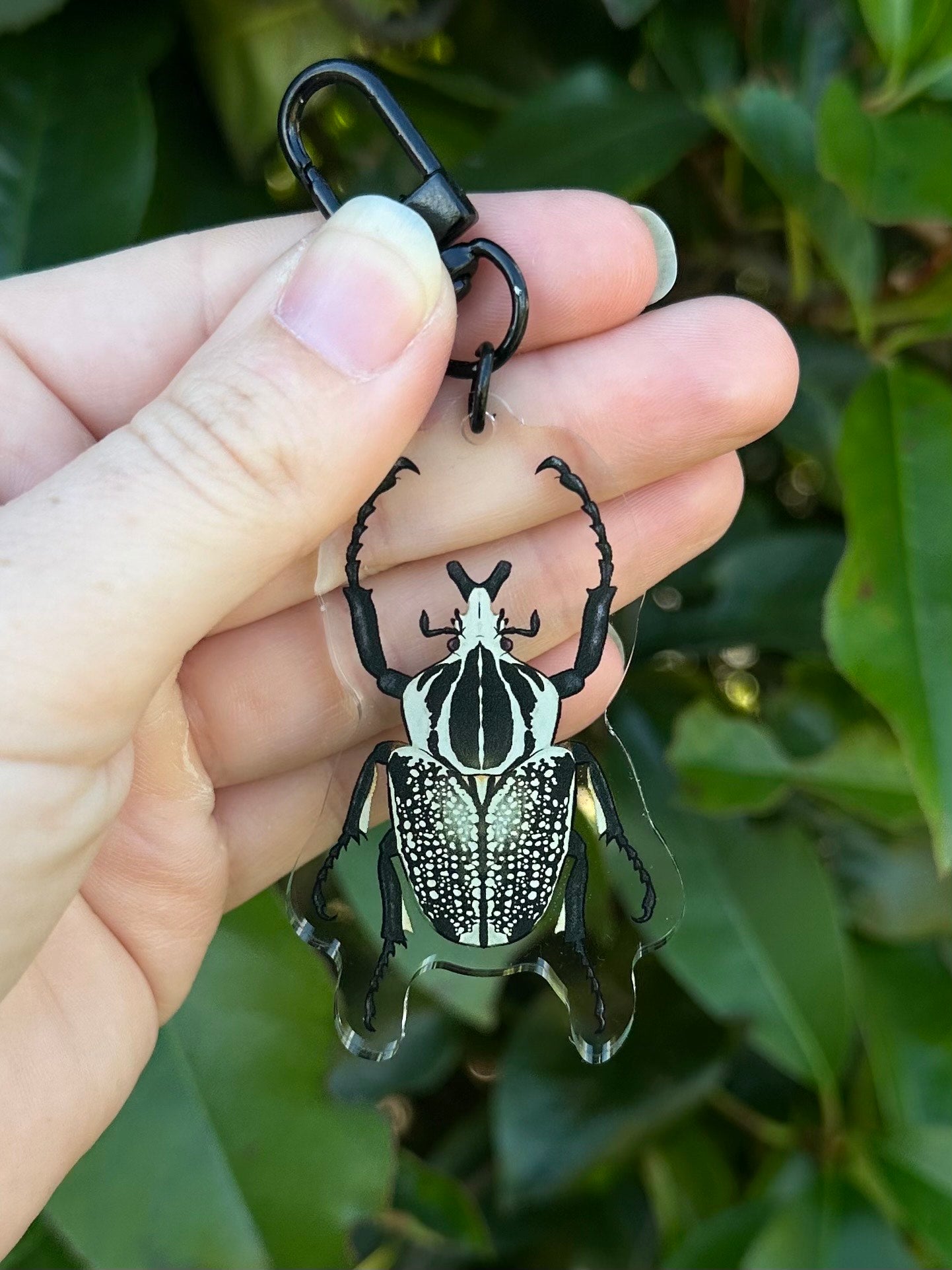 A goliath beetle clear acrylic keychain keyring with a black clasp