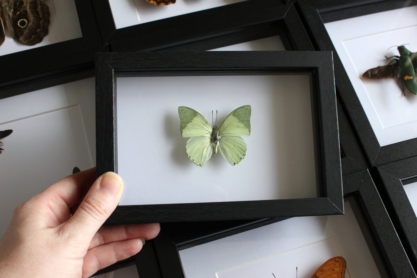 A Common Green Charaxes Butterfly (Charaxes eupale) in a black shadow box frame