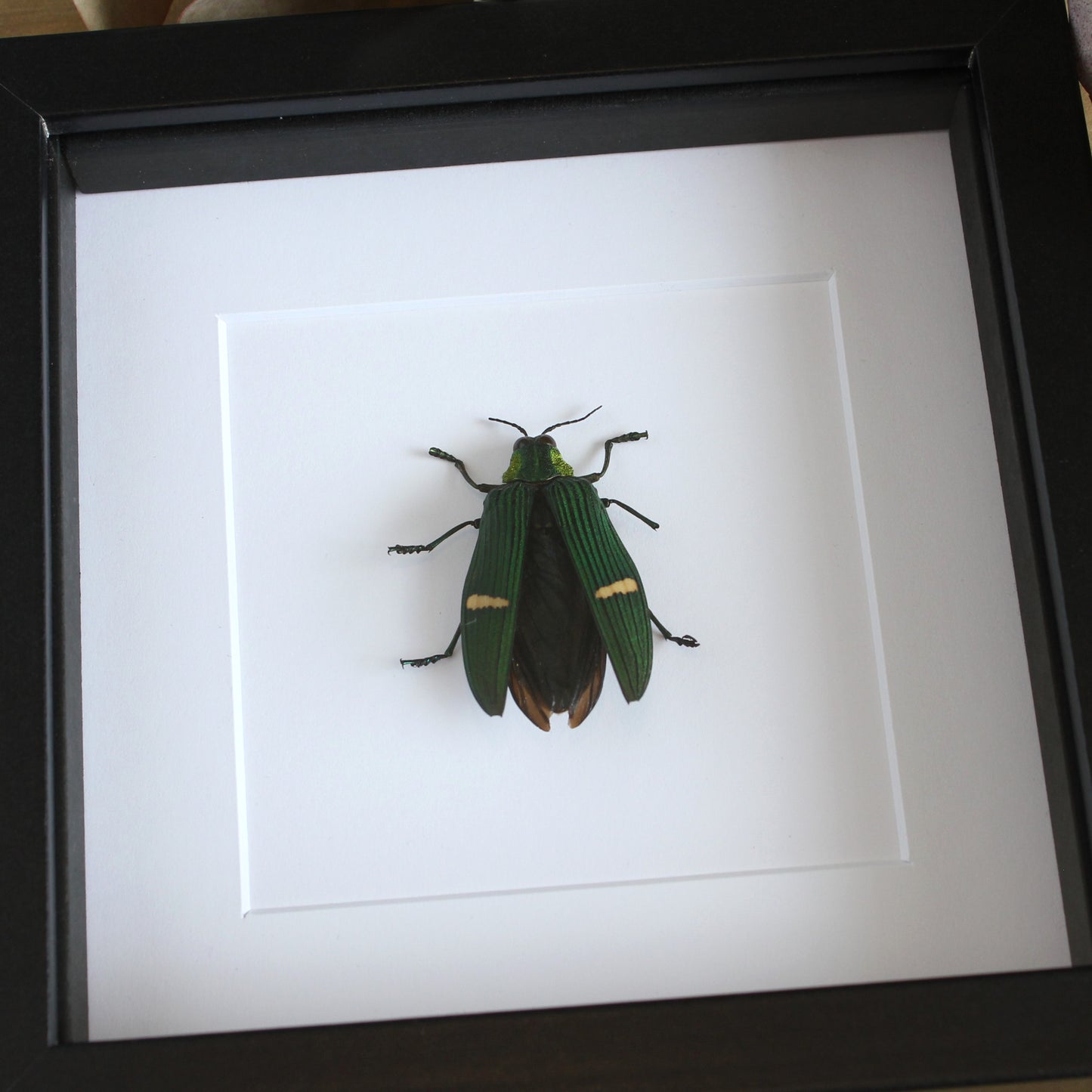 Green-banded Jewel Beetle (Catoxantha opulenta) in a black shadow box frame