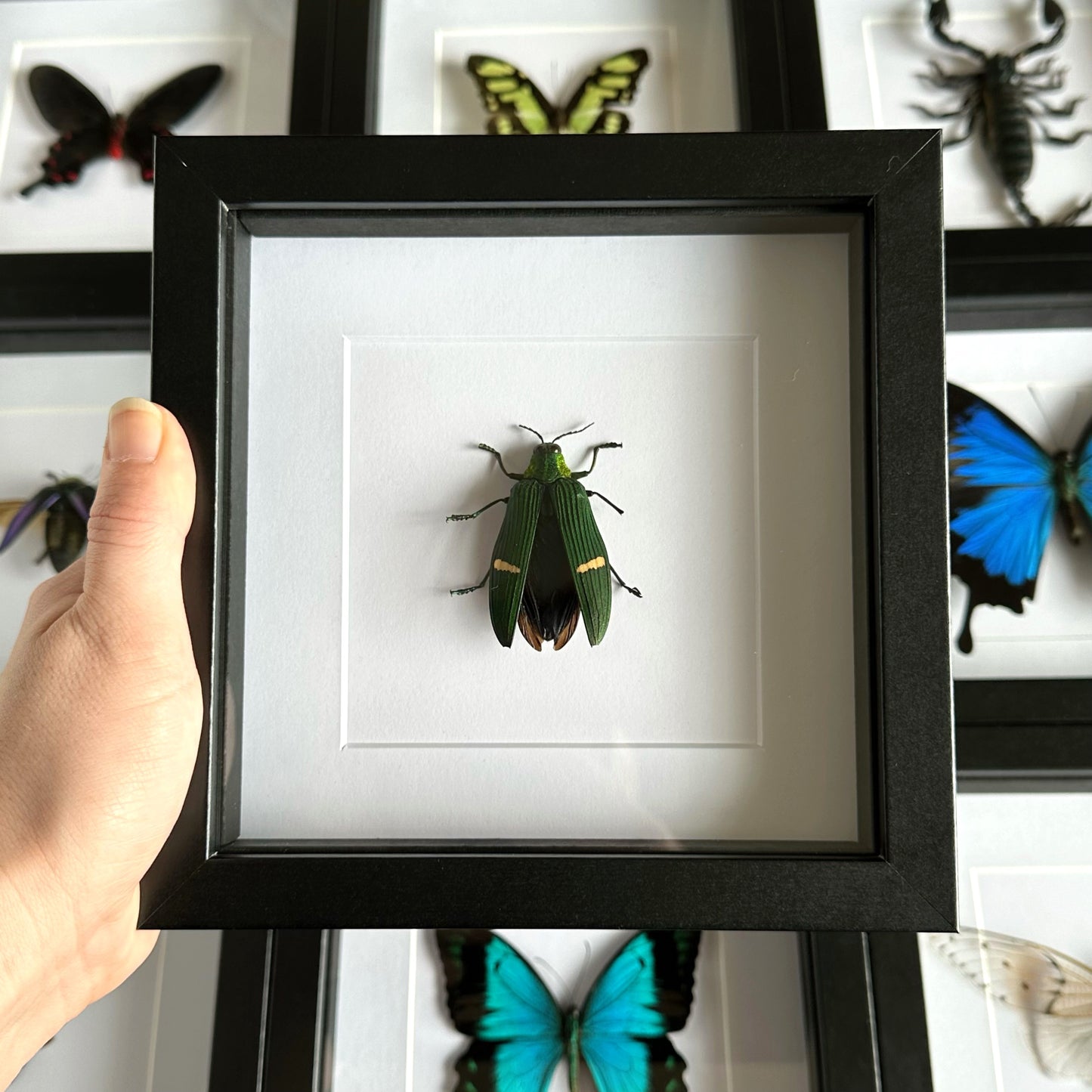 Green-banded Jewel Beetle (Catoxantha opulenta) in a black shadow box frame