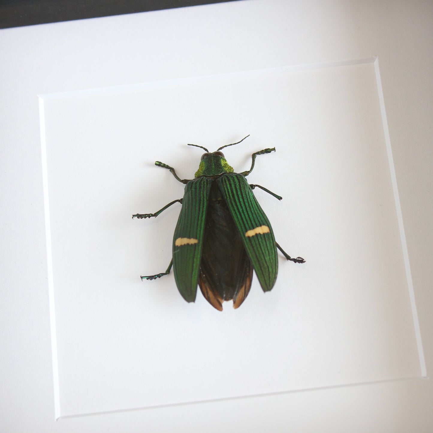 Green-banded Jewel Beetle (Catoxantha opulenta) in a black shadow box frame