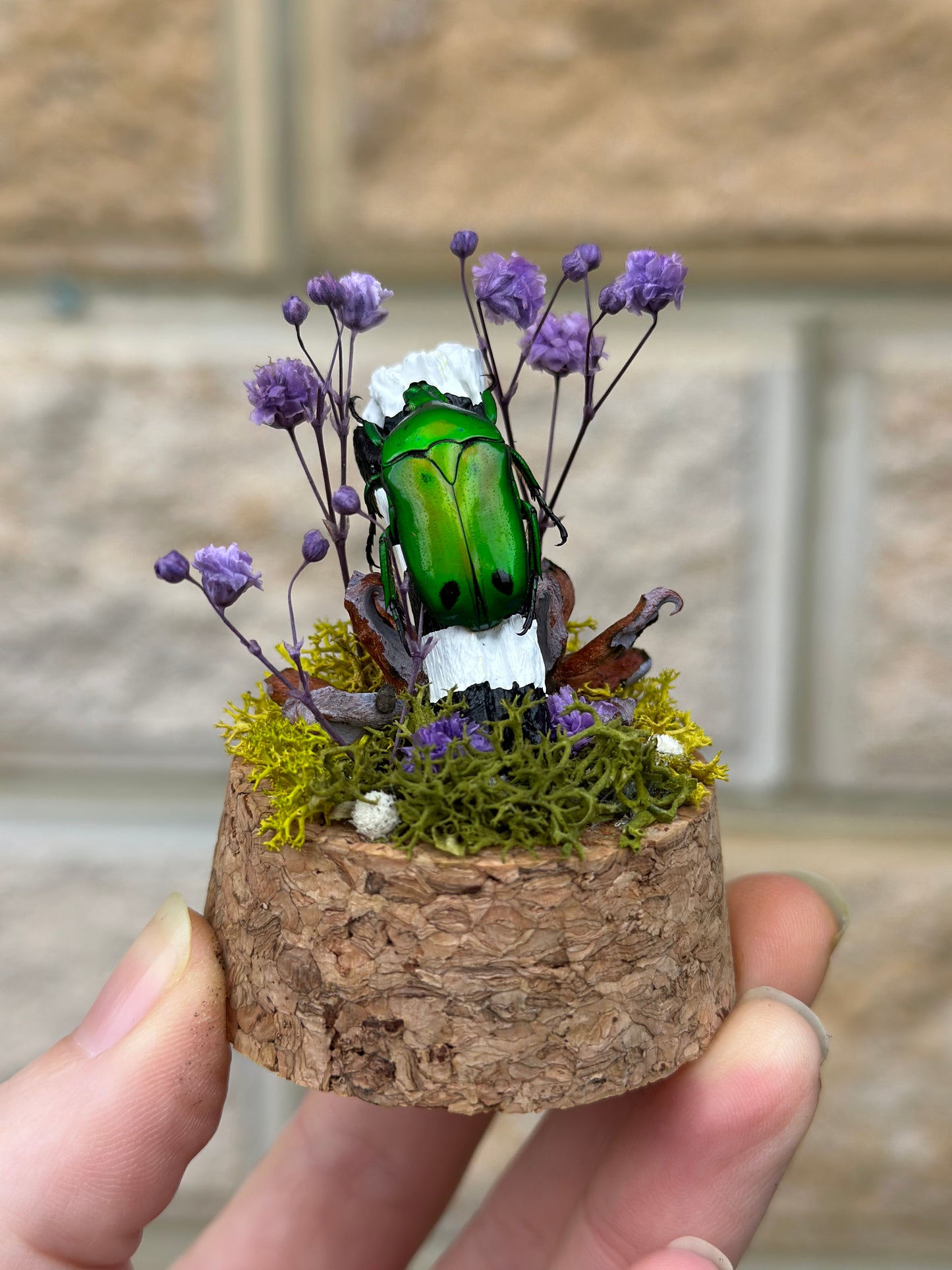 A Green scarab beetle (Green Scarab Beetle (Heterorrhina sexmaculata) in a miniature dome with preserved flowers