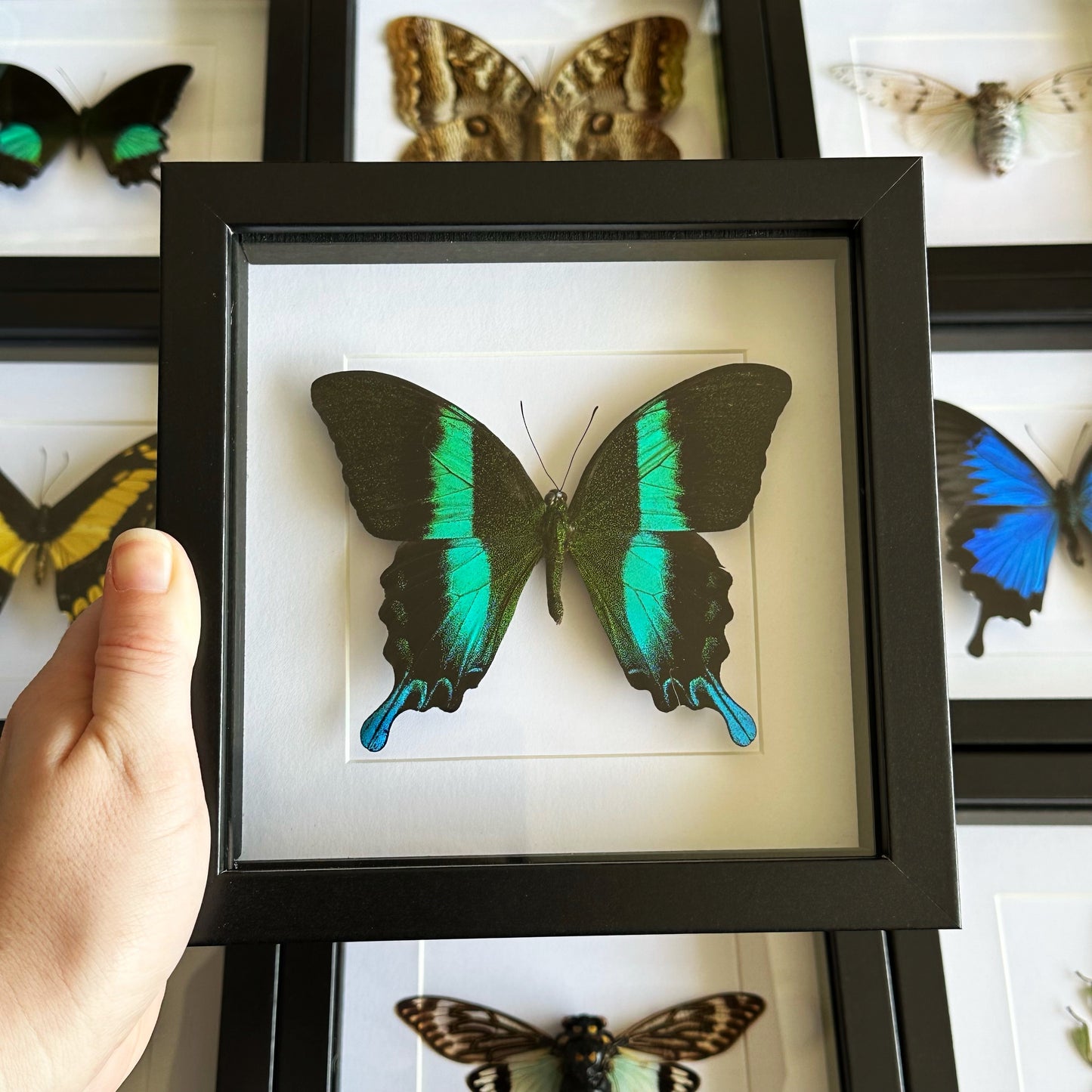 A green swallowtail butterfly (Papilio blumei) in a black shadow box frame
