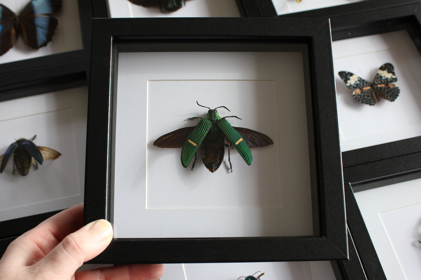 A Green-banded Jewel Beetle (Catoxantha opulenta) in a black shadow box frame