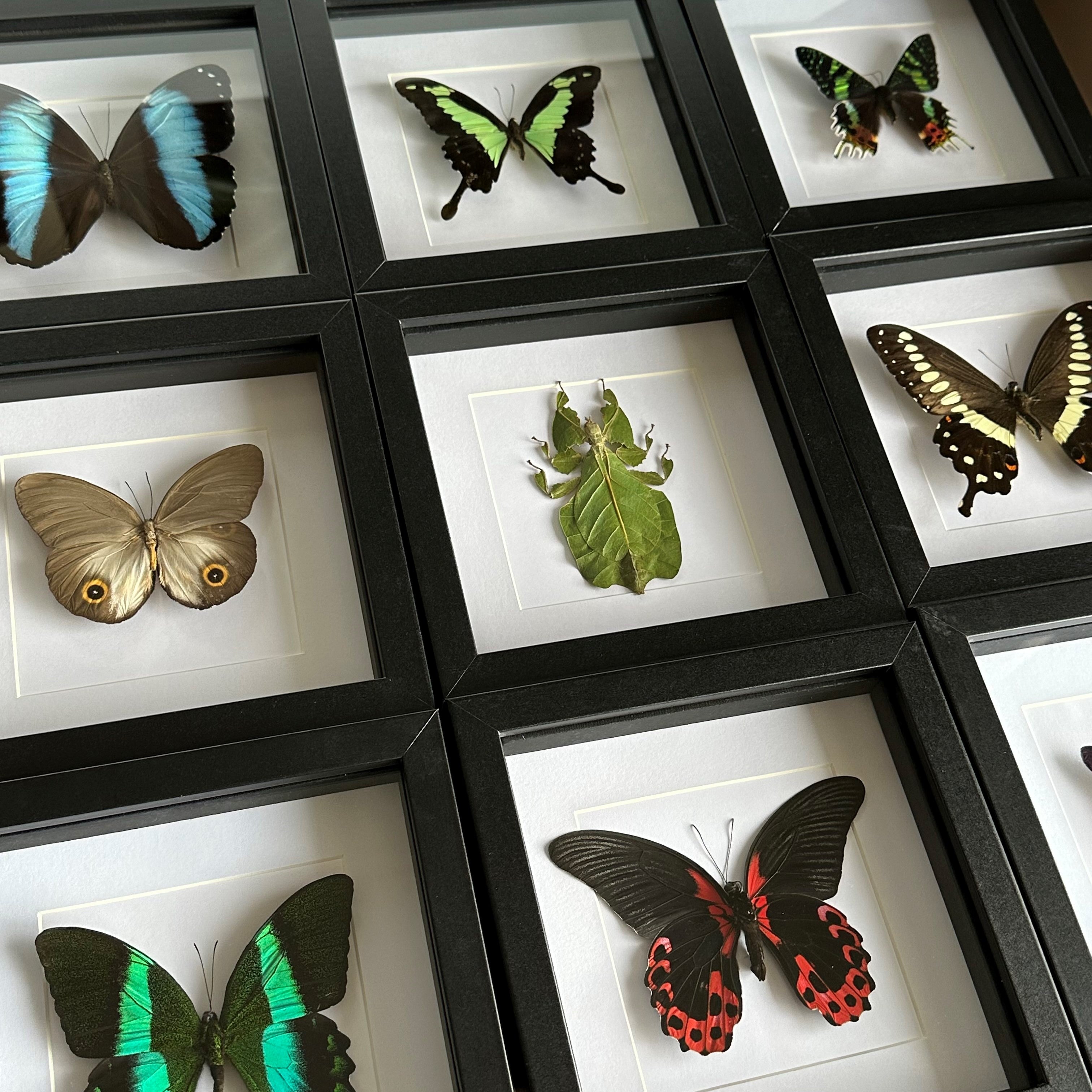 Framed butterflies and insects