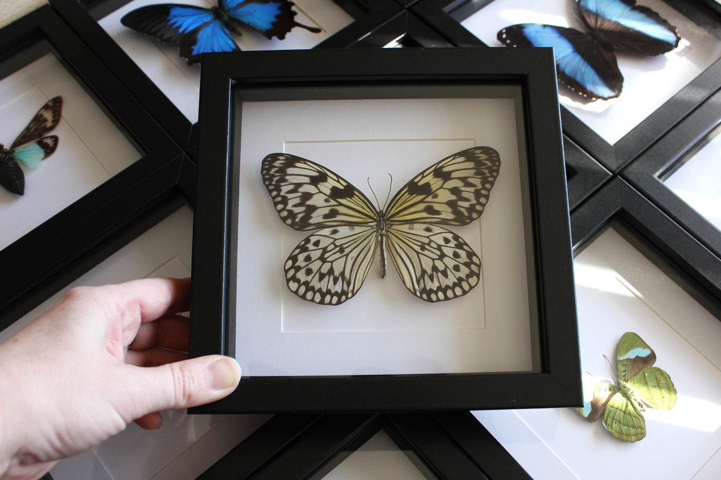 Large tree nymph butterfly (Idea leuconoe) in a black shadow box frame