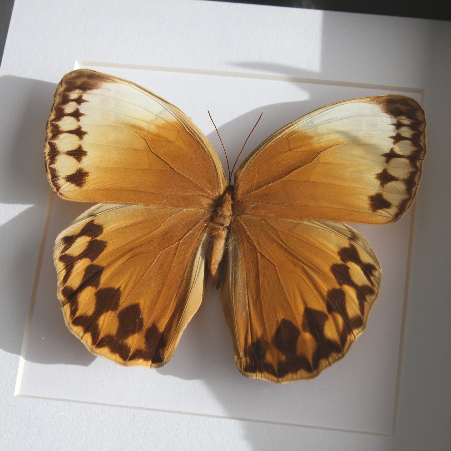 A beautiful Jungle Queen Butterfly (Stichophthalma louisa) mounted onto white backing in a black shadow box frame.