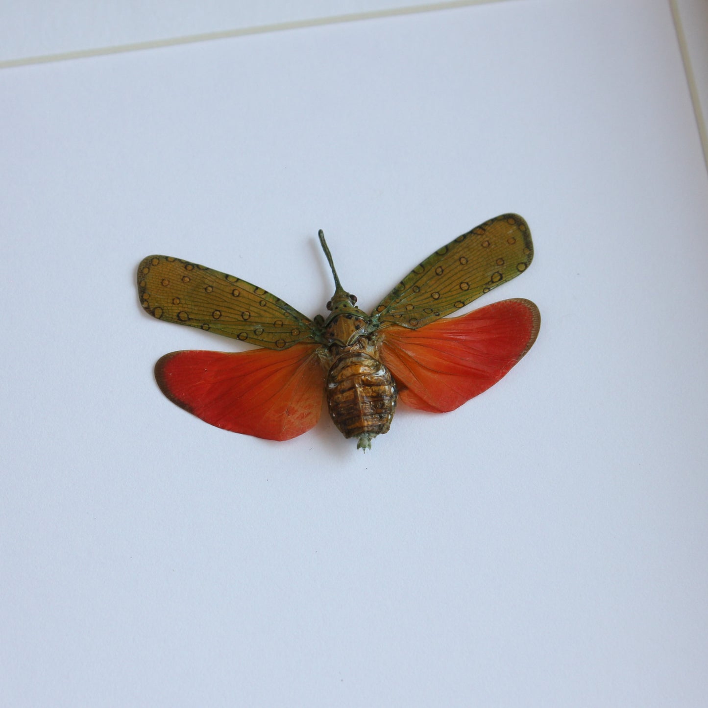 A Lanternfly (Saiva cardinalis) in a black shadow box frame