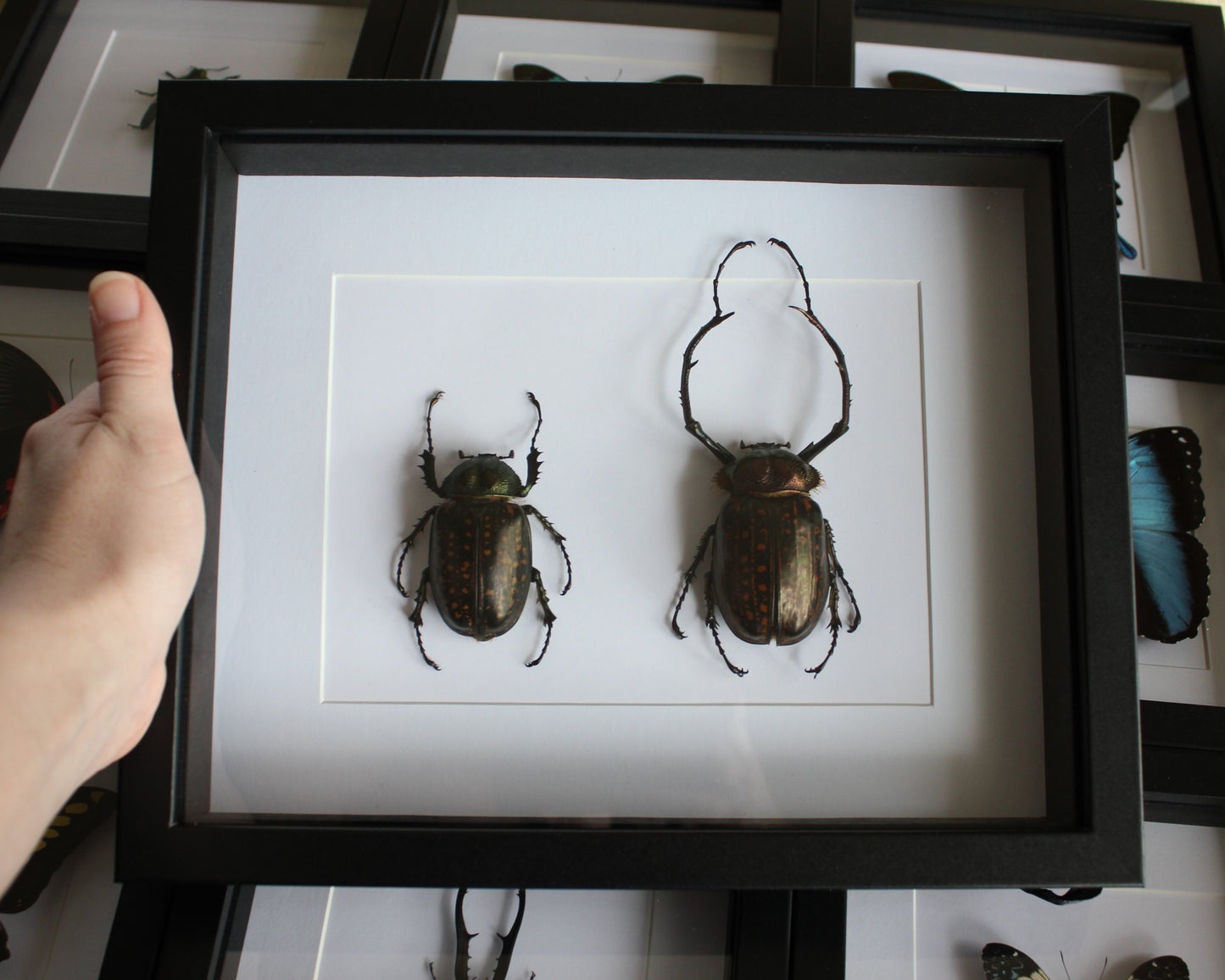 A pair of long armed scarab beetles in a black frame
