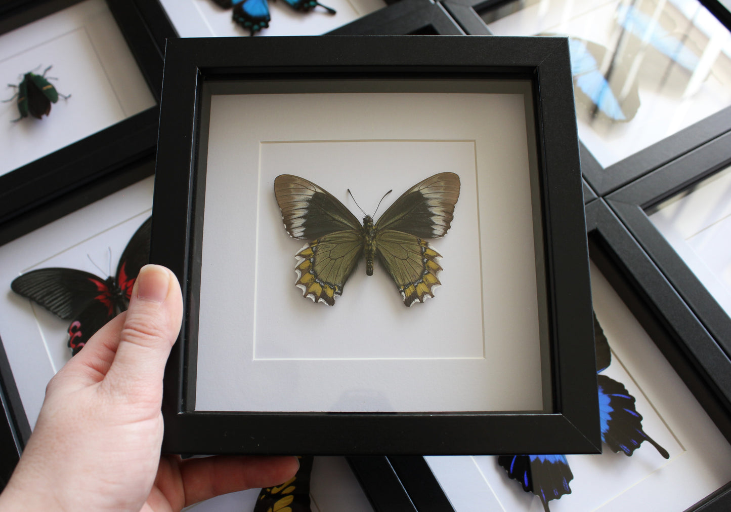 A Madyes Swallowtail (Battus madyes) butterfly in a black shadow box frame