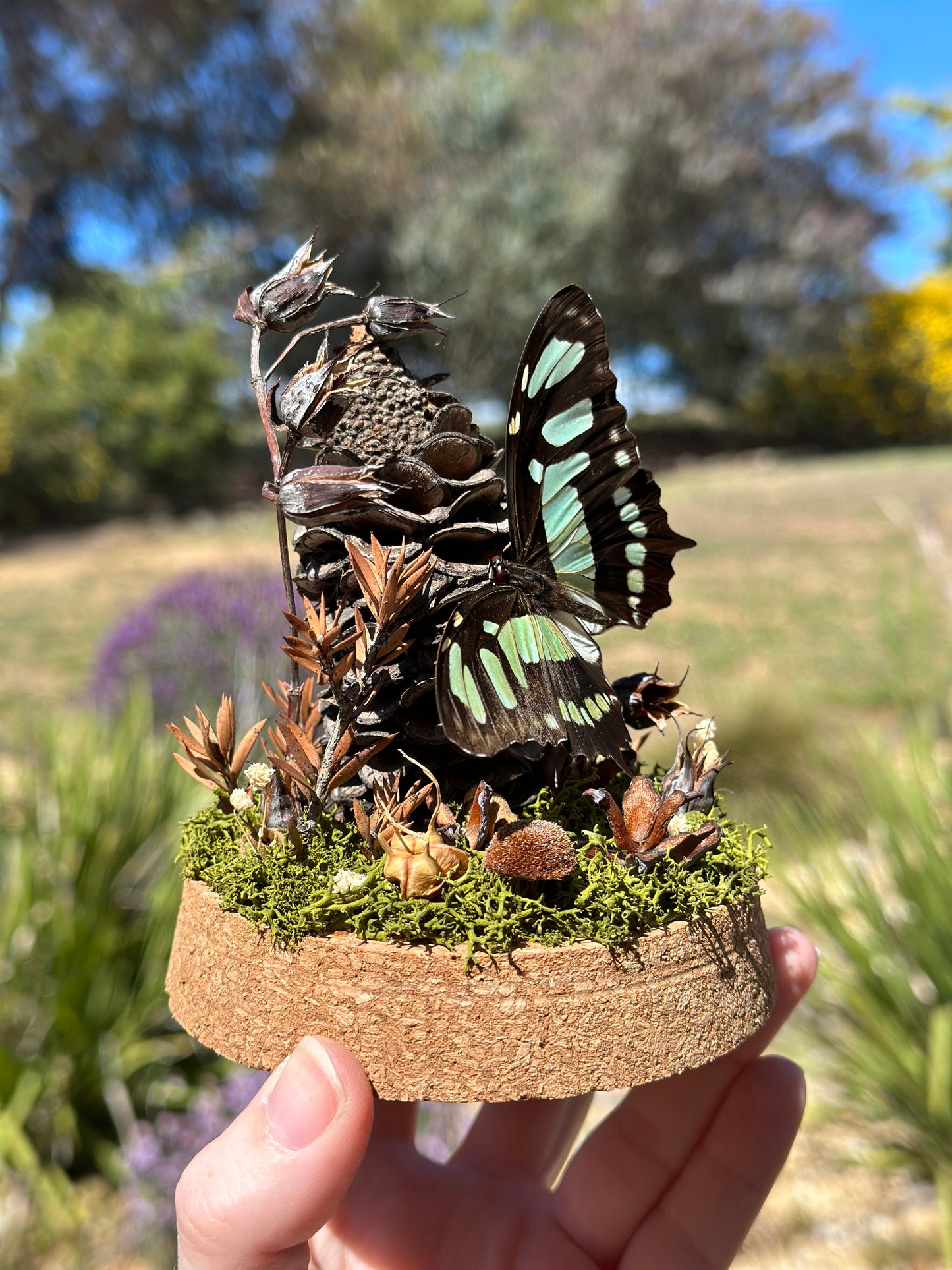 A Malachite Butterfly (Siproeta stelenes) in a egg shaped glass dome terrarium with preserved florals