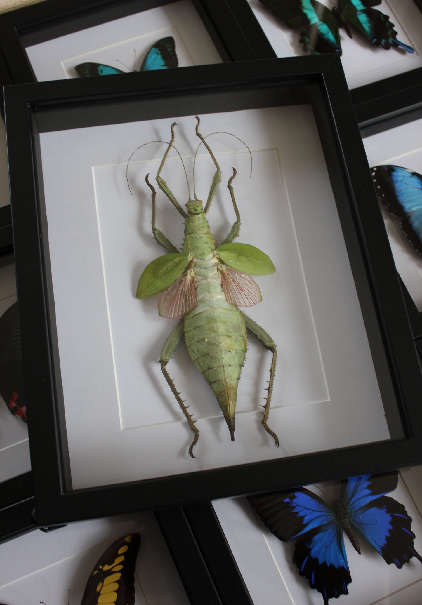 Malayan jungle nymph in a black frame